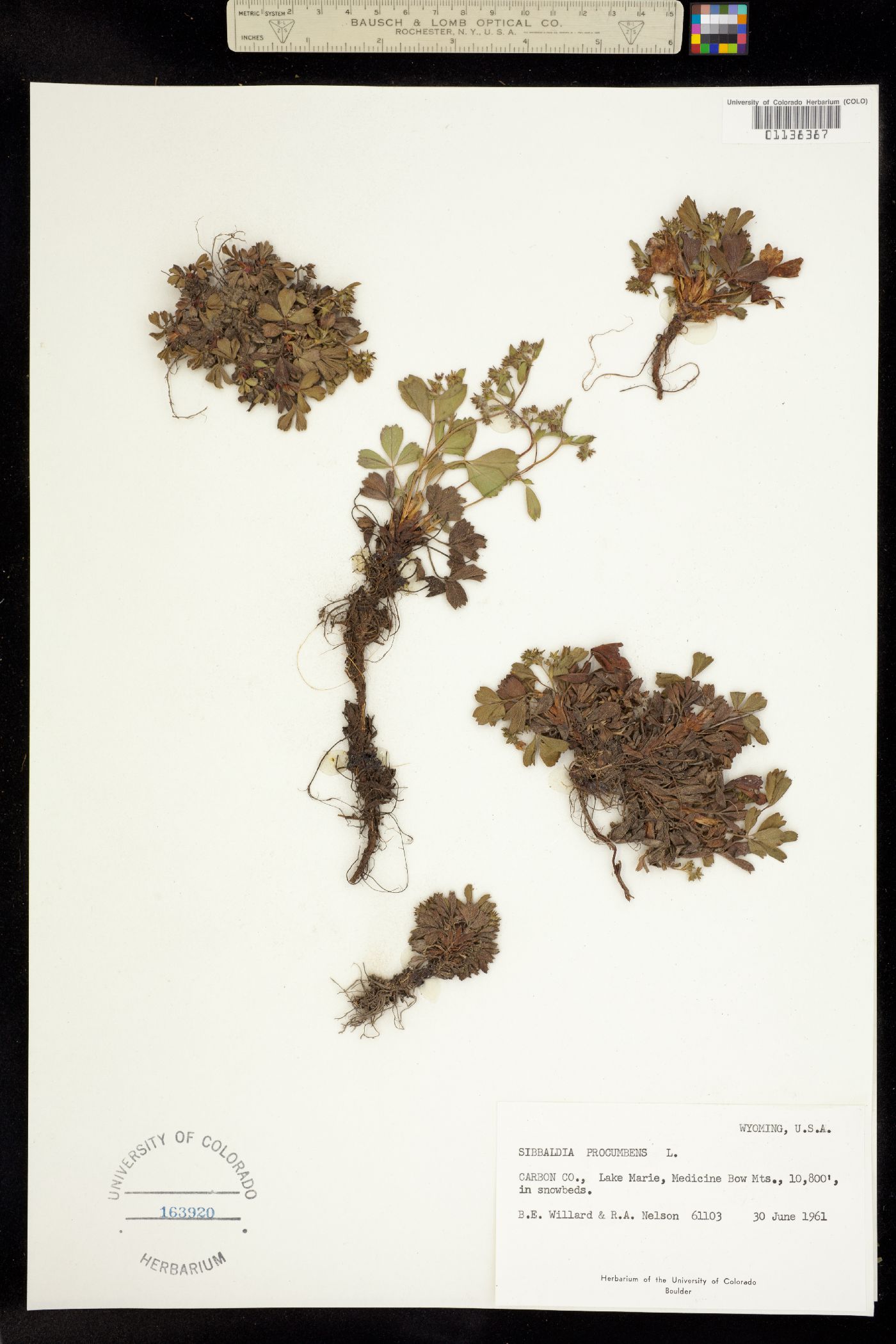 Sibbaldia procumbens image