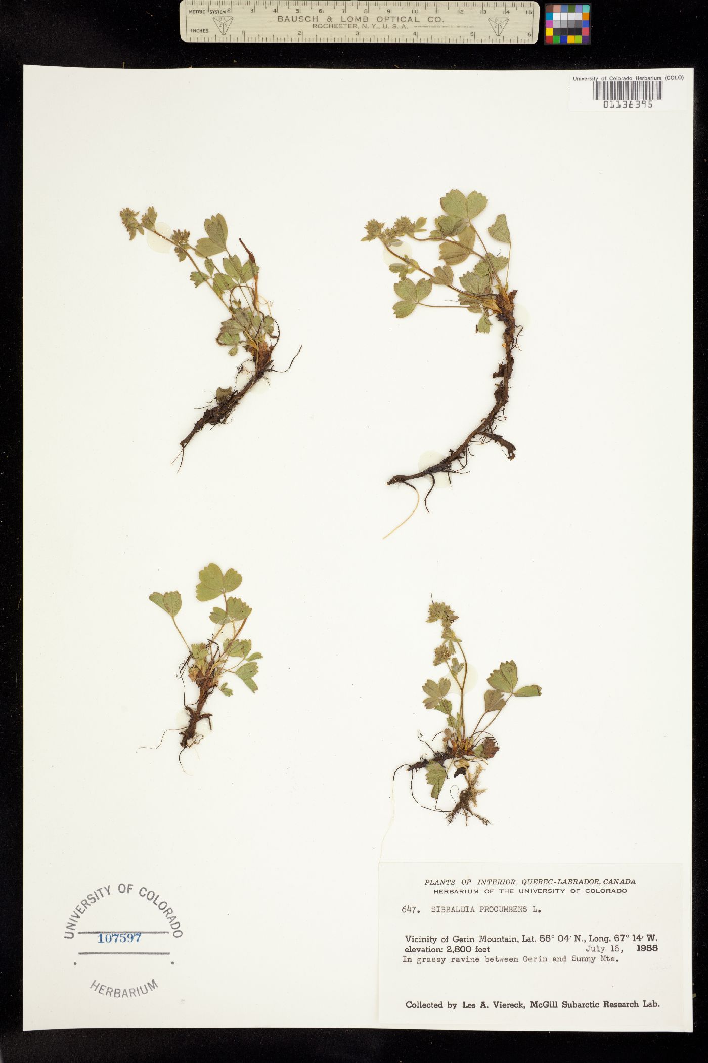 Sibbaldia procumbens image