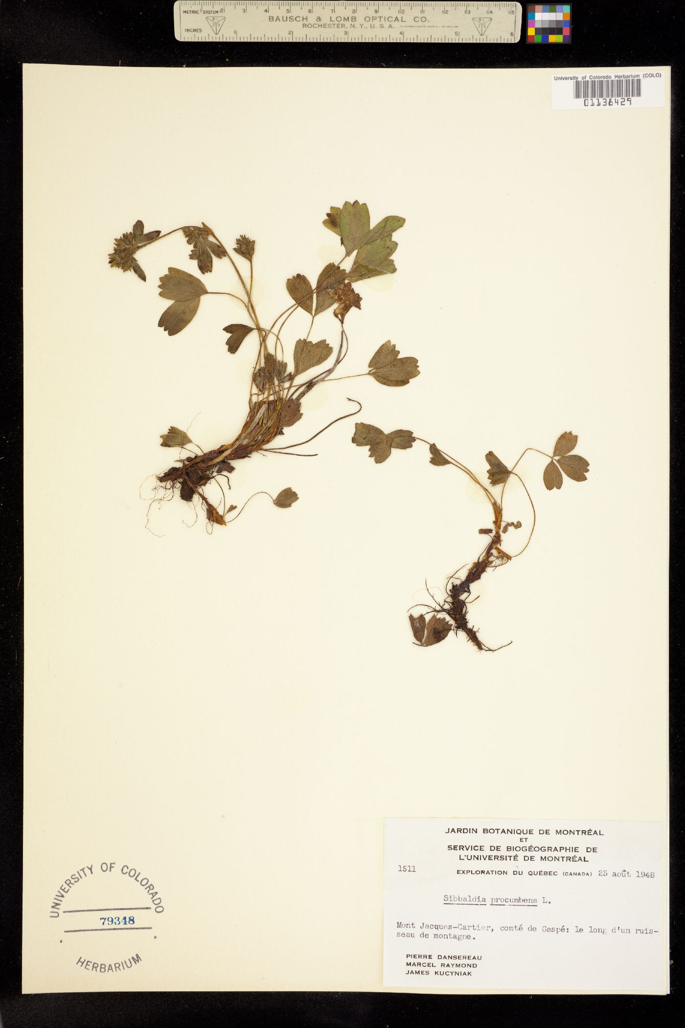 Sibbaldia procumbens image