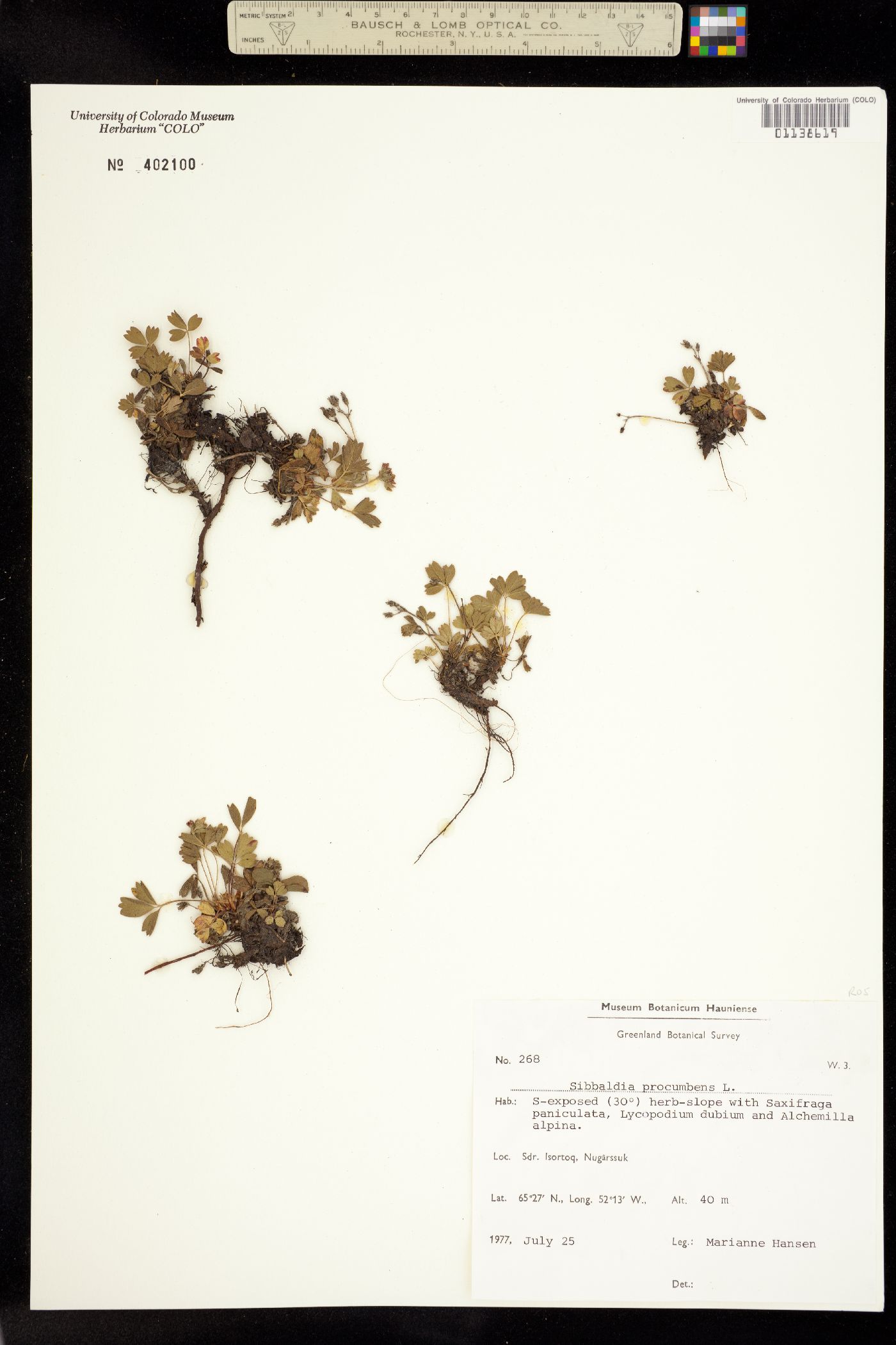 Sibbaldia procumbens image