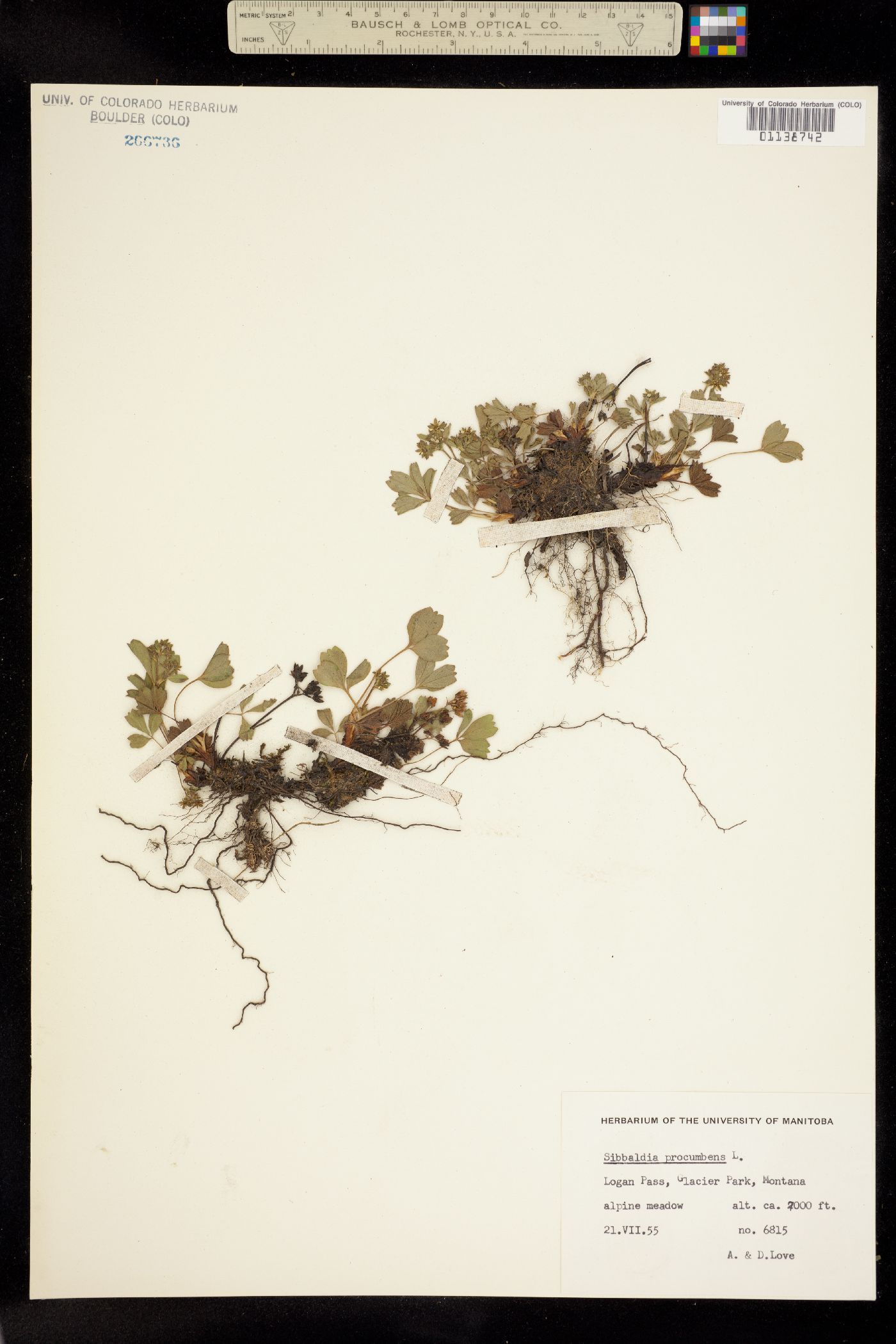 Sibbaldia procumbens image