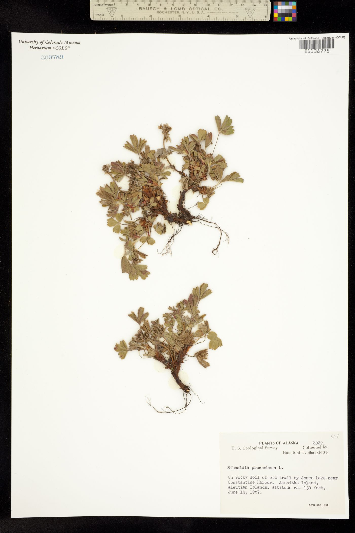 Sibbaldia procumbens image