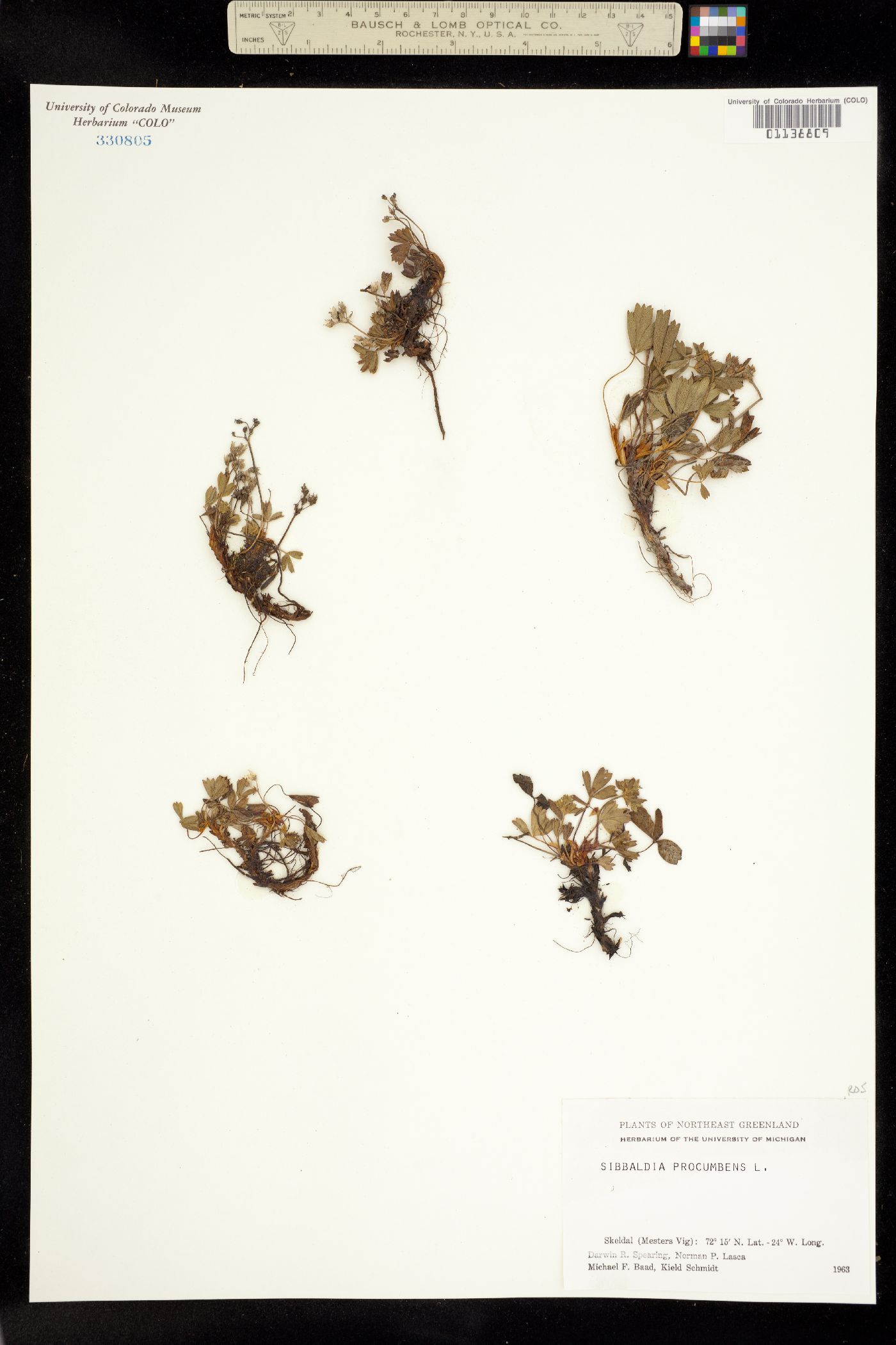 Sibbaldia procumbens image
