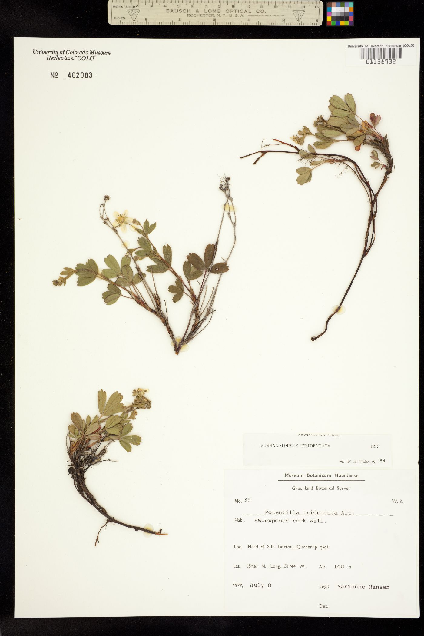 Sibbaldiopsis tridentata image