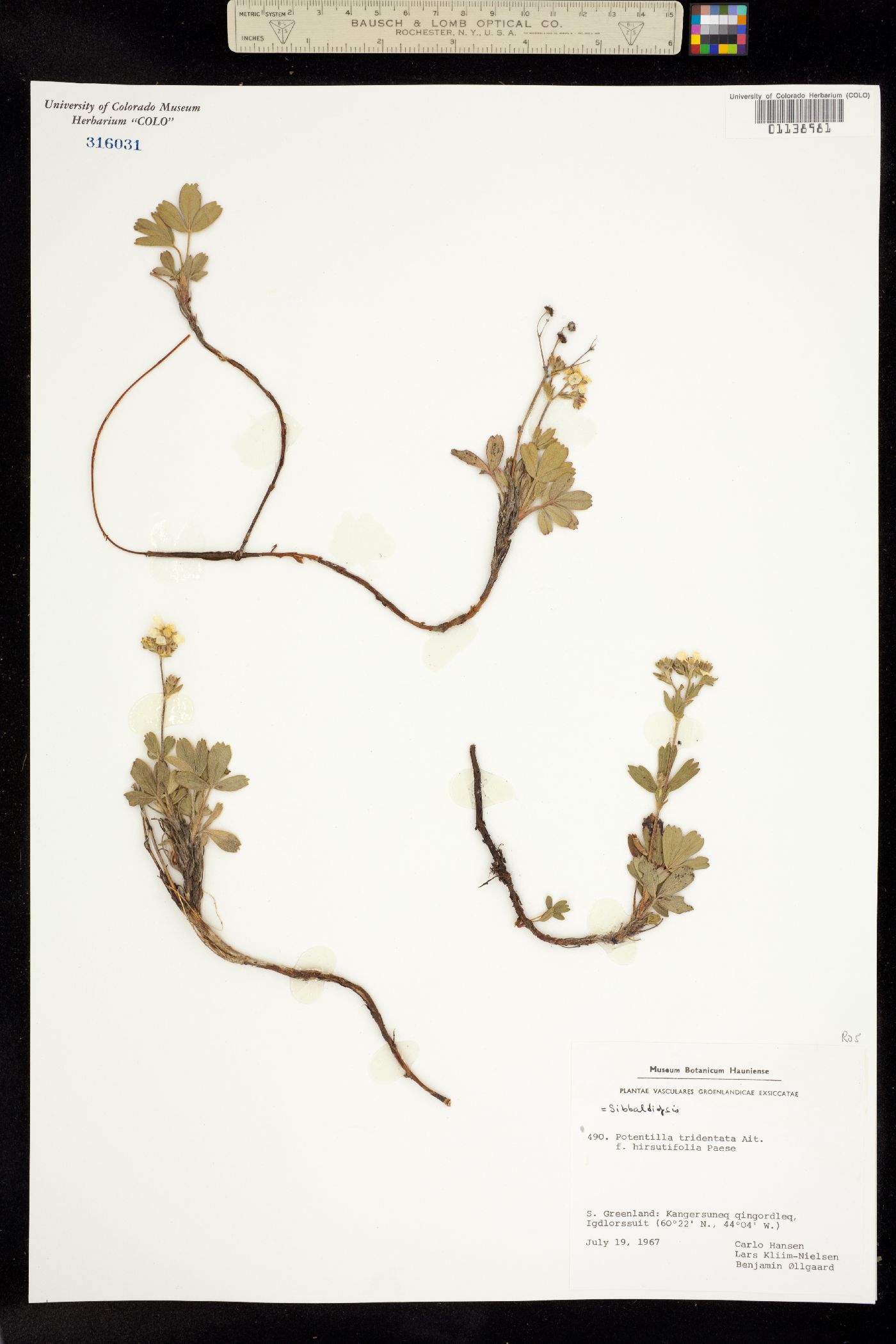 Sibbaldiopsis tridentata image