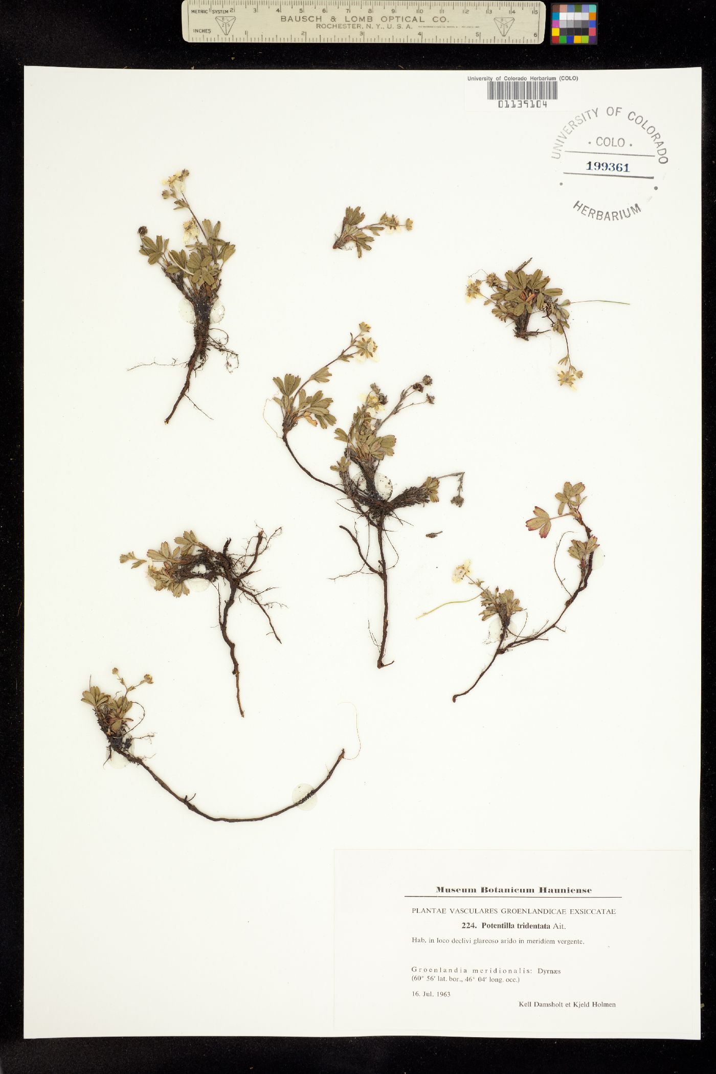 Sibbaldiopsis tridentata image