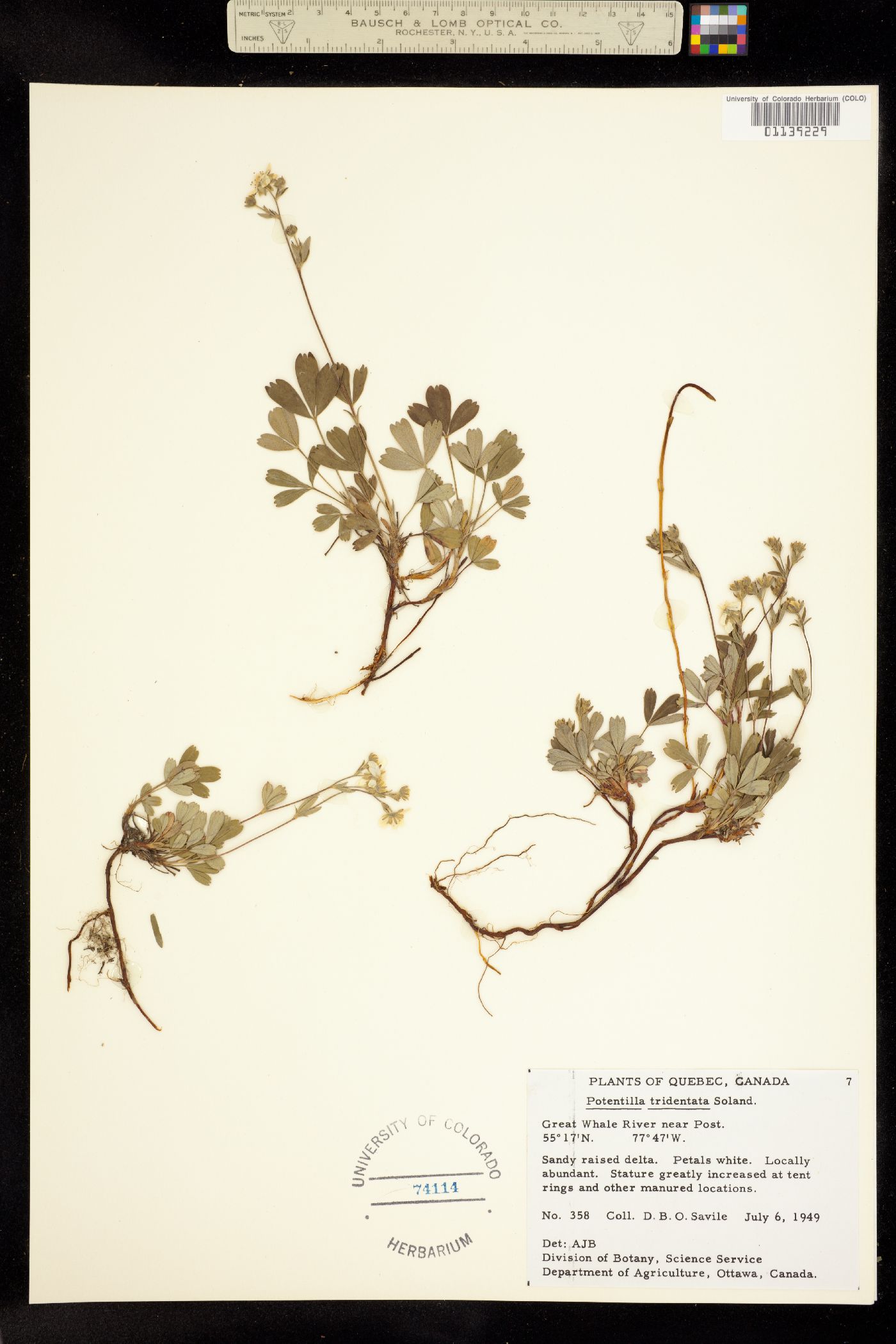 Sibbaldiopsis tridentata image