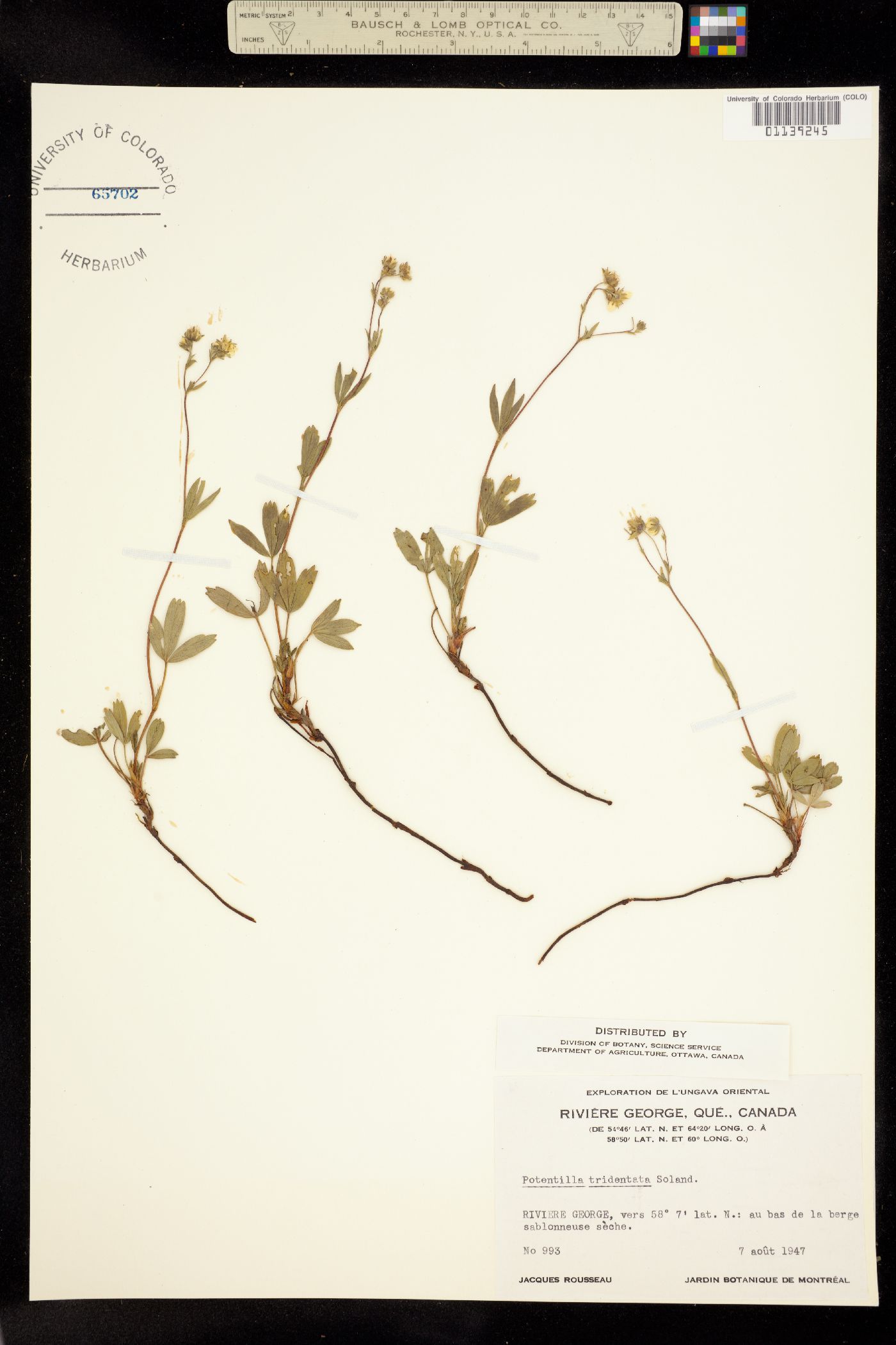 Sibbaldiopsis image
