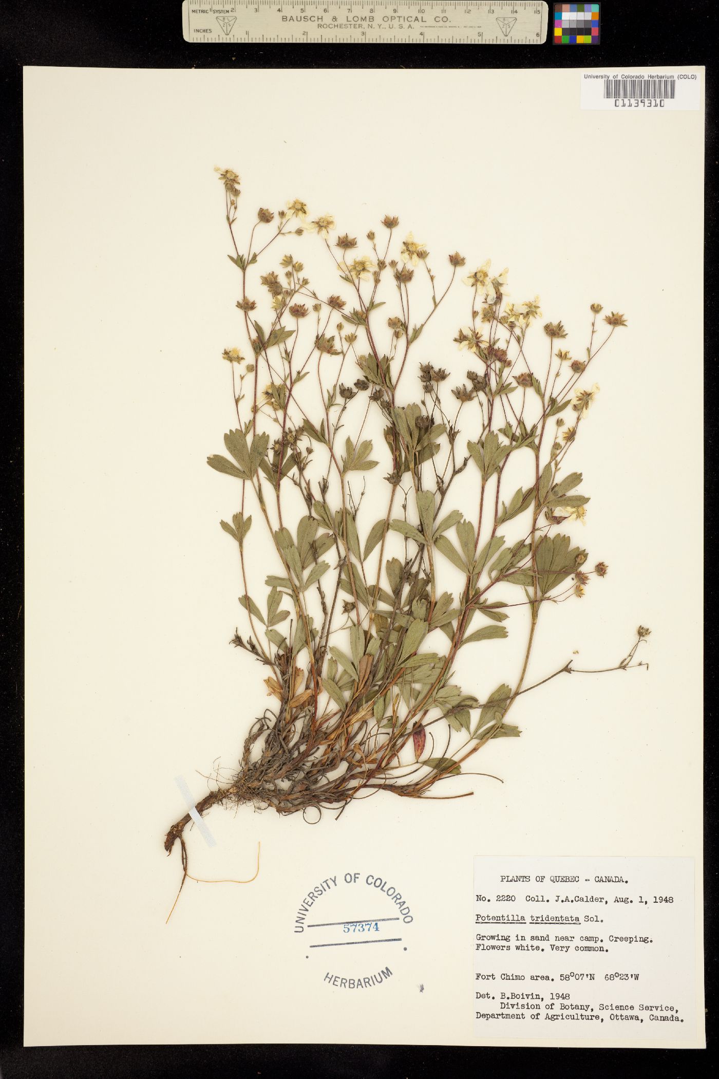 Sibbaldiopsis tridentata image