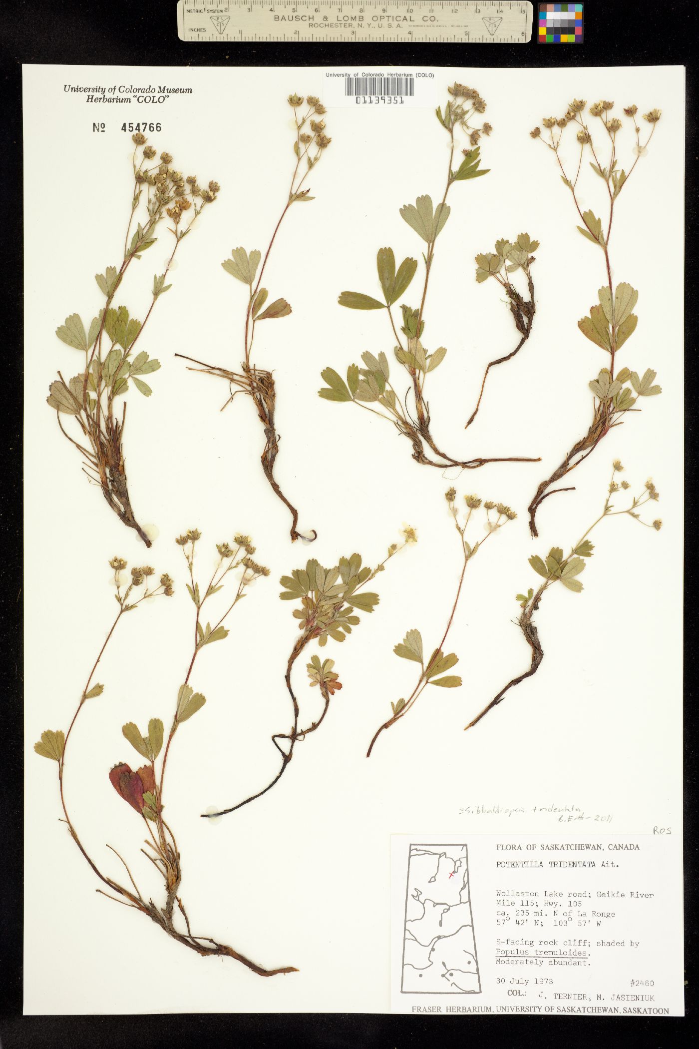 Sibbaldiopsis tridentata image