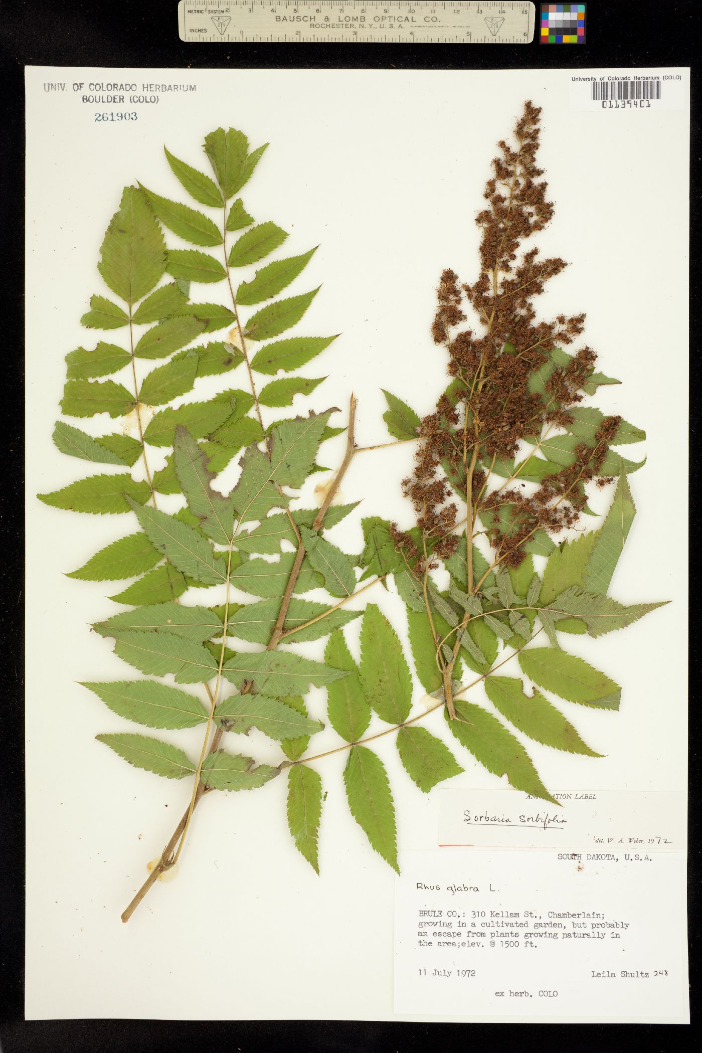 Sorbaria sorbifolia image