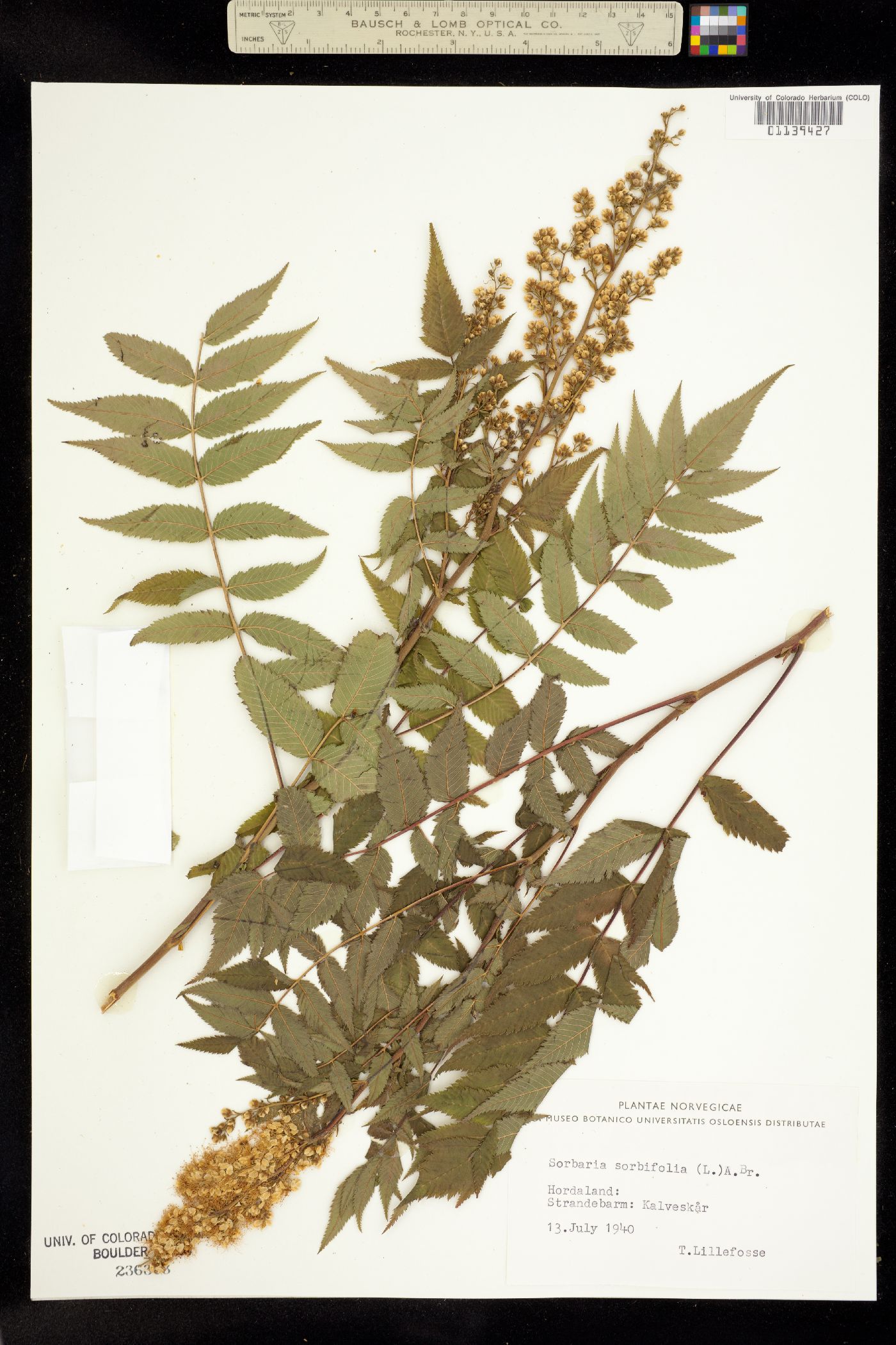 Sorbaria sorbifolia image