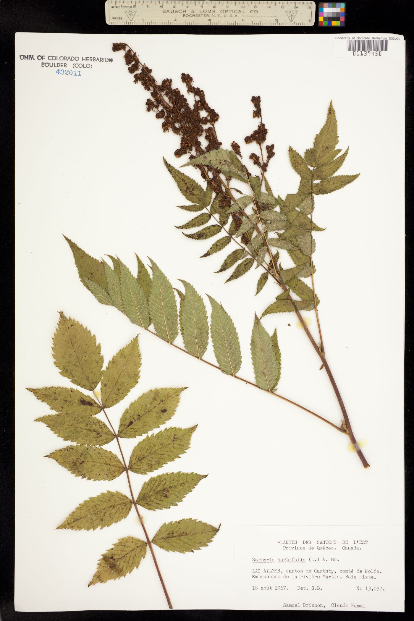Sorbaria image
