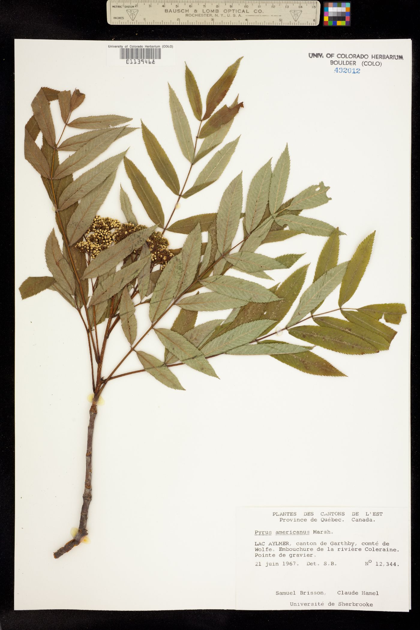 Sorbus americana image