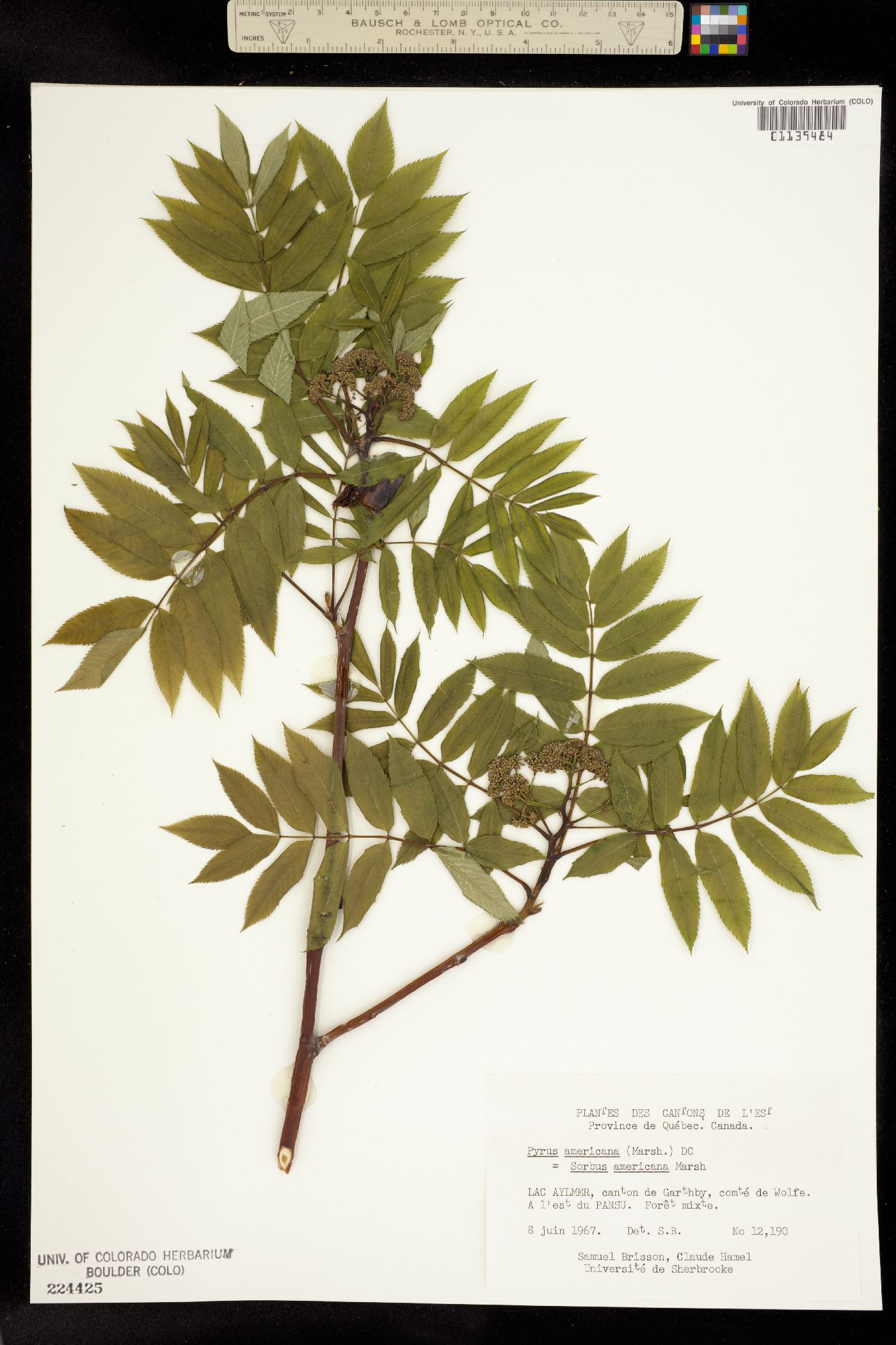 Sorbus americana image
