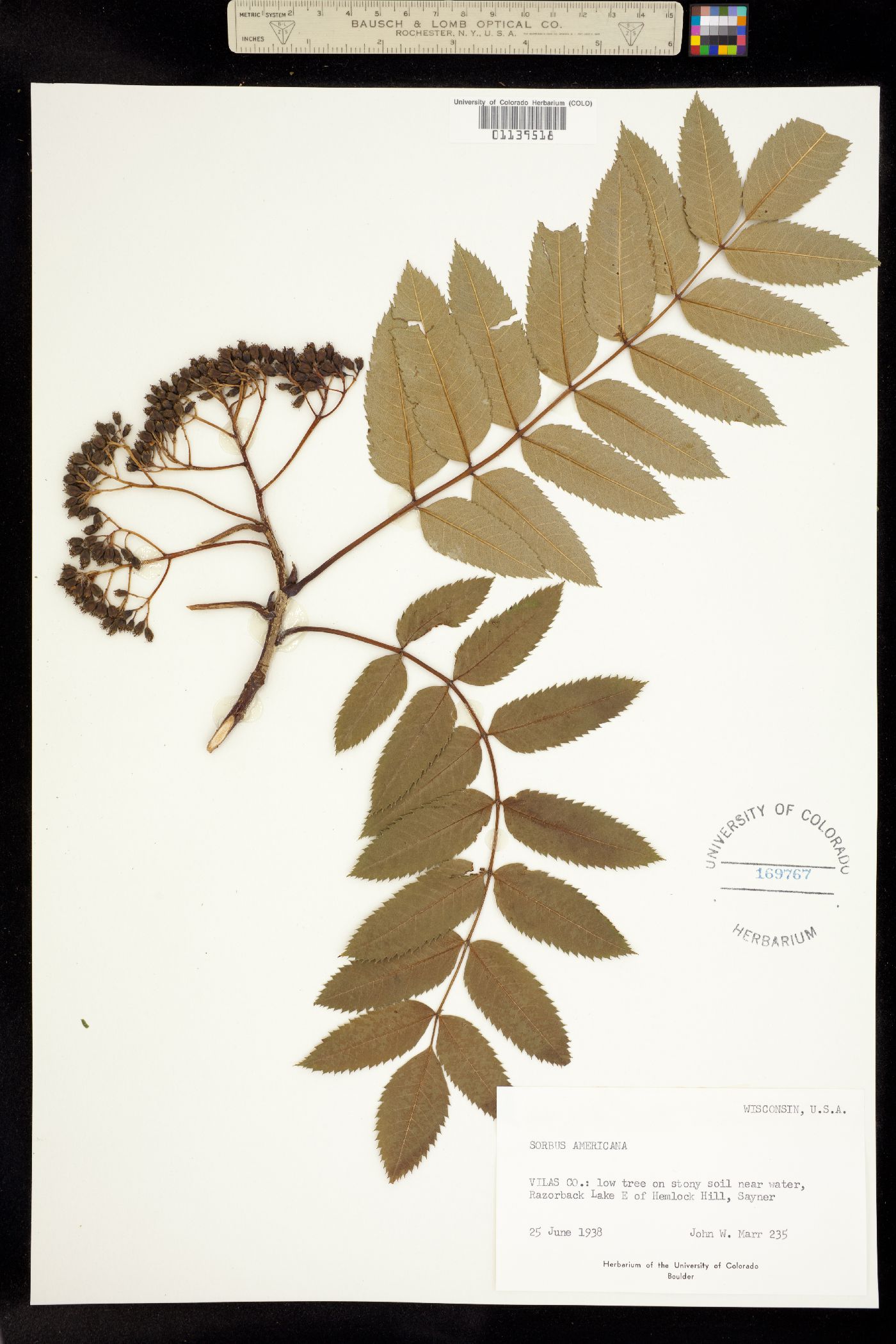 Sorbus americana image