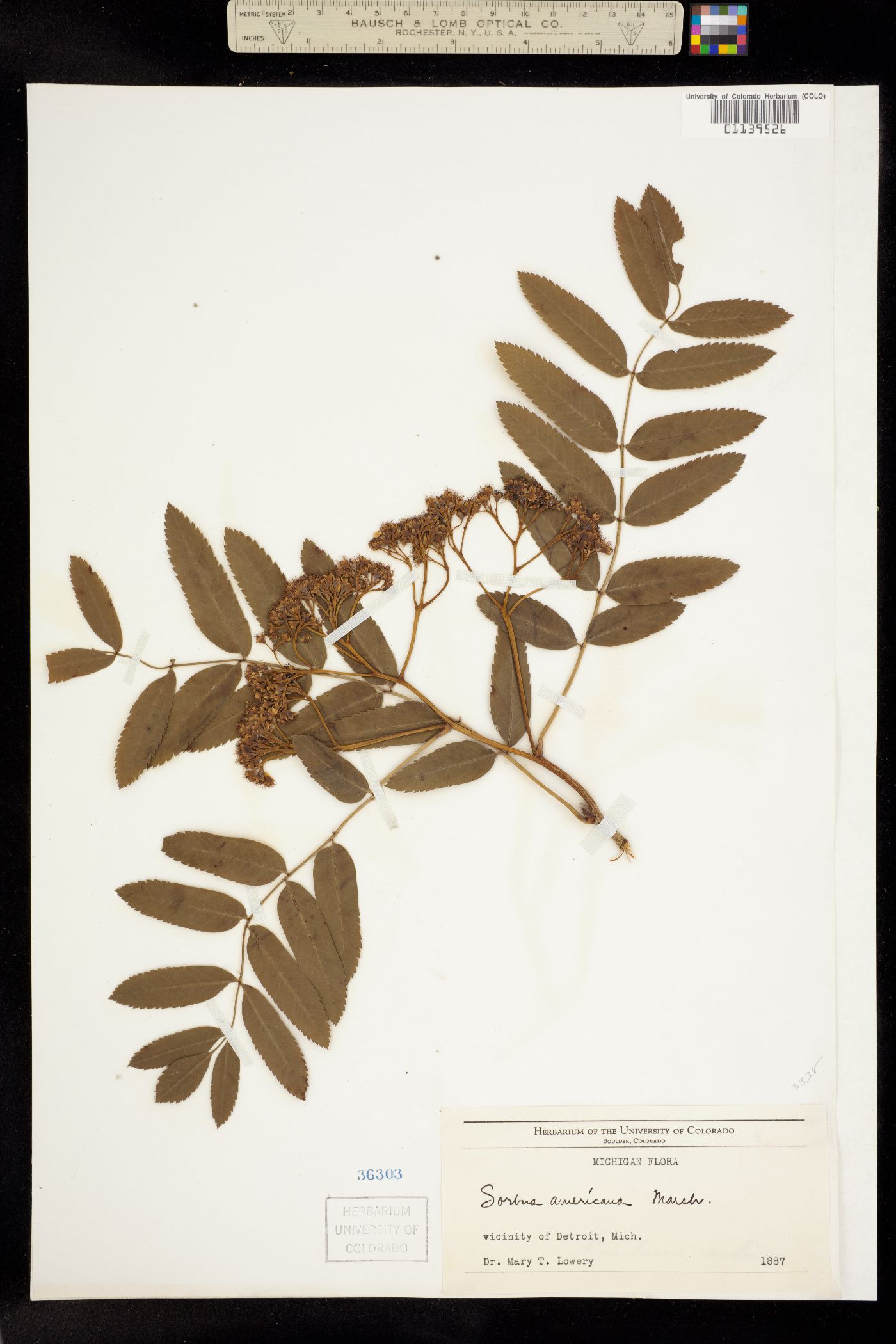 Sorbus americana image