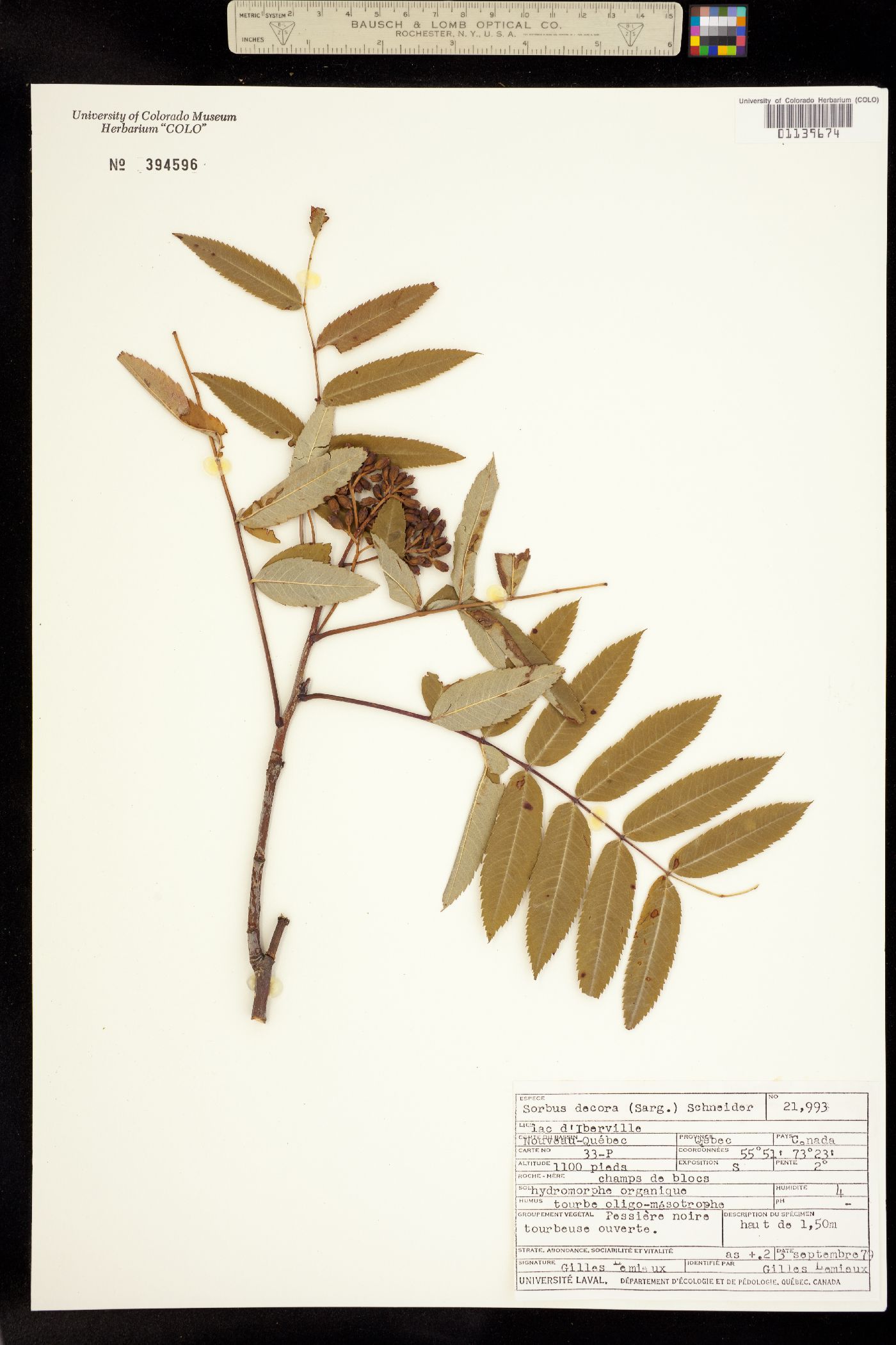 Sorbus decora image