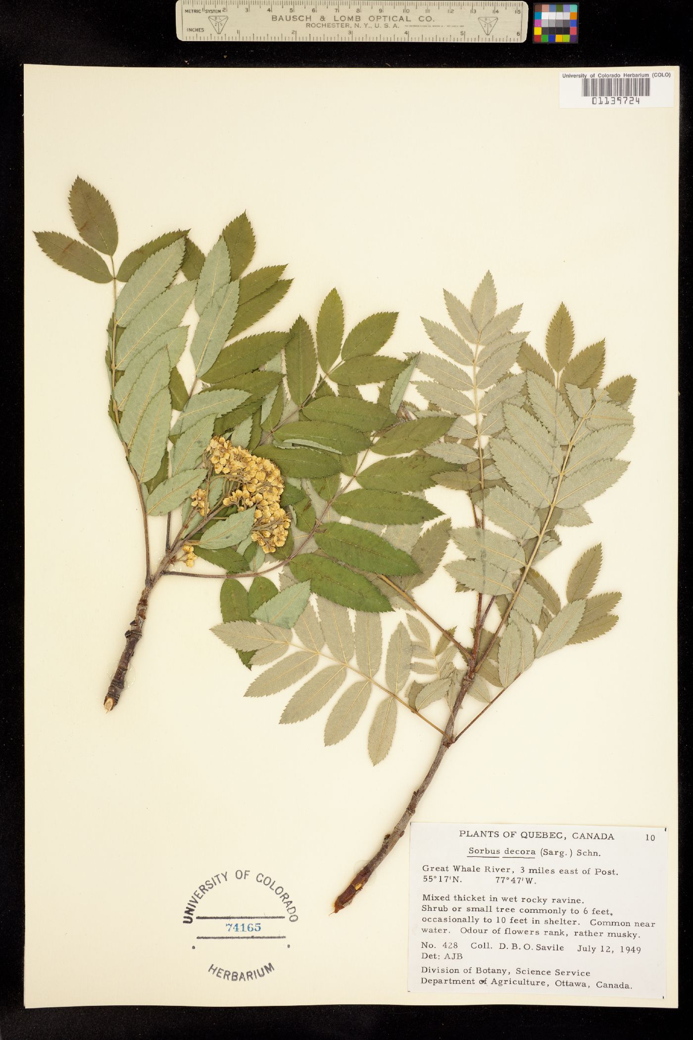 Sorbus decora image