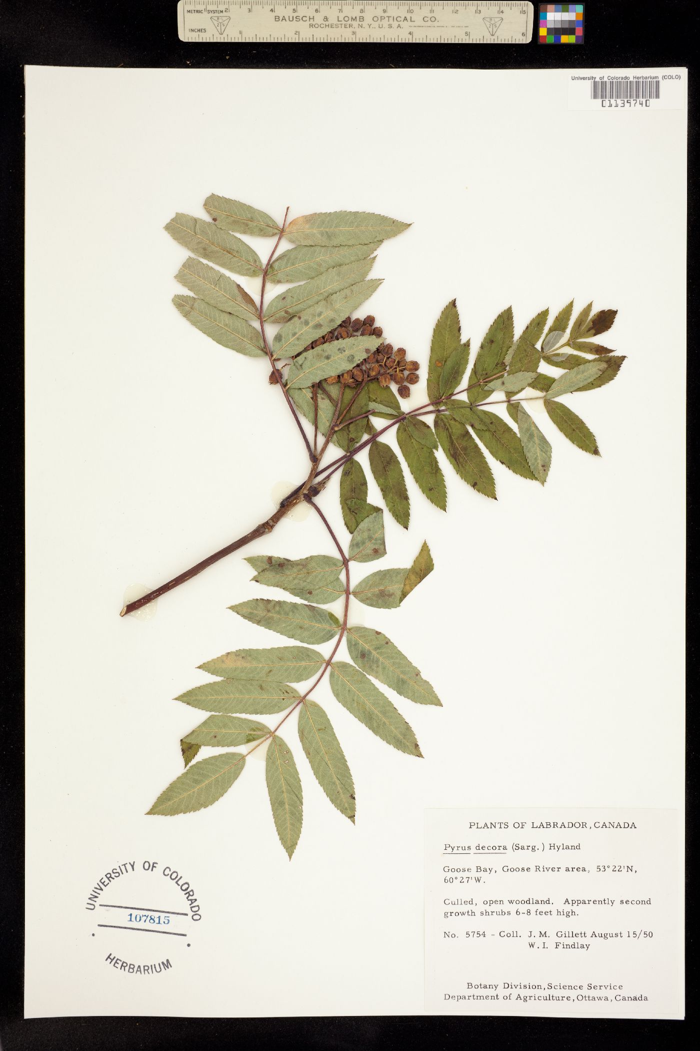 Sorbus decora image