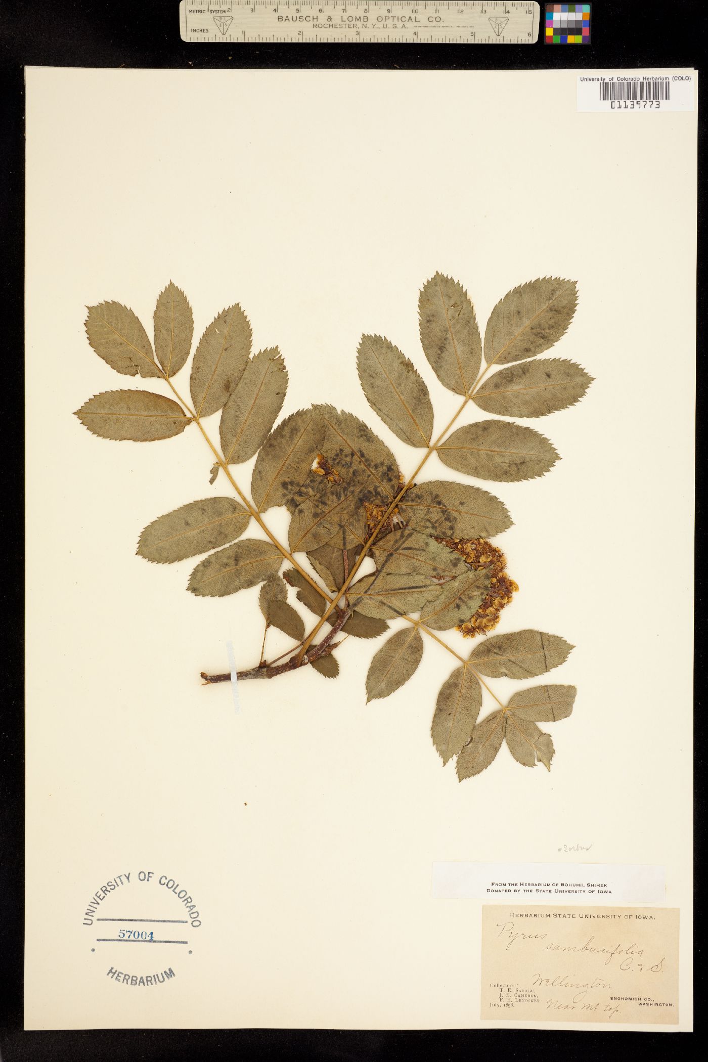 Sorbus sambucifolia image