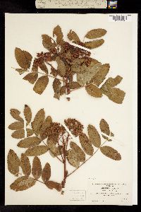 Sorbus sambucifolia image