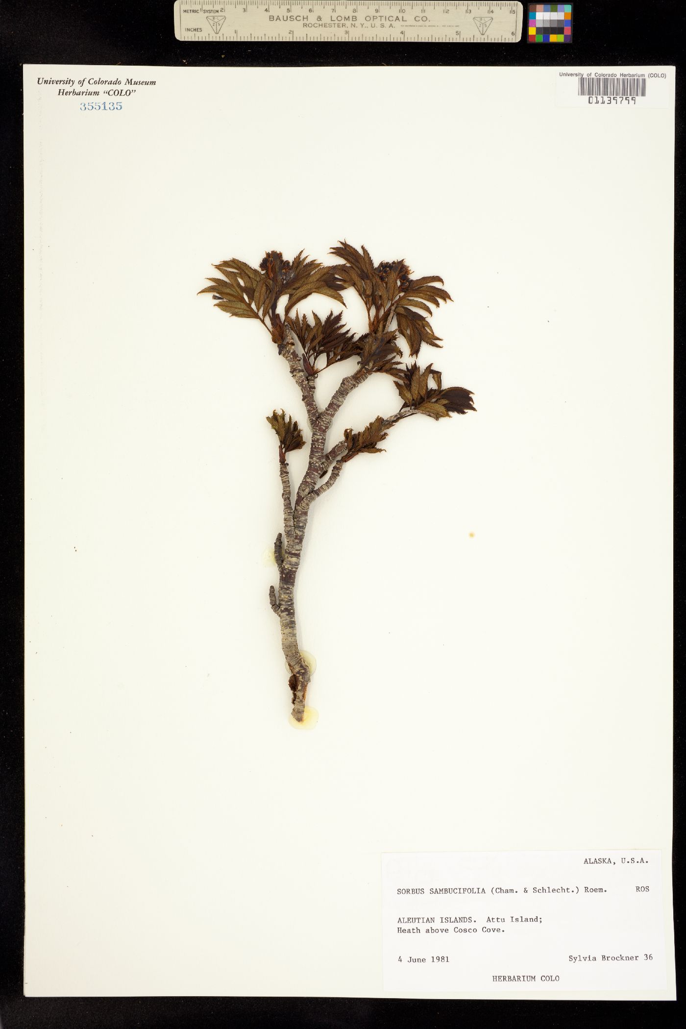 Sorbus sambucifolia image