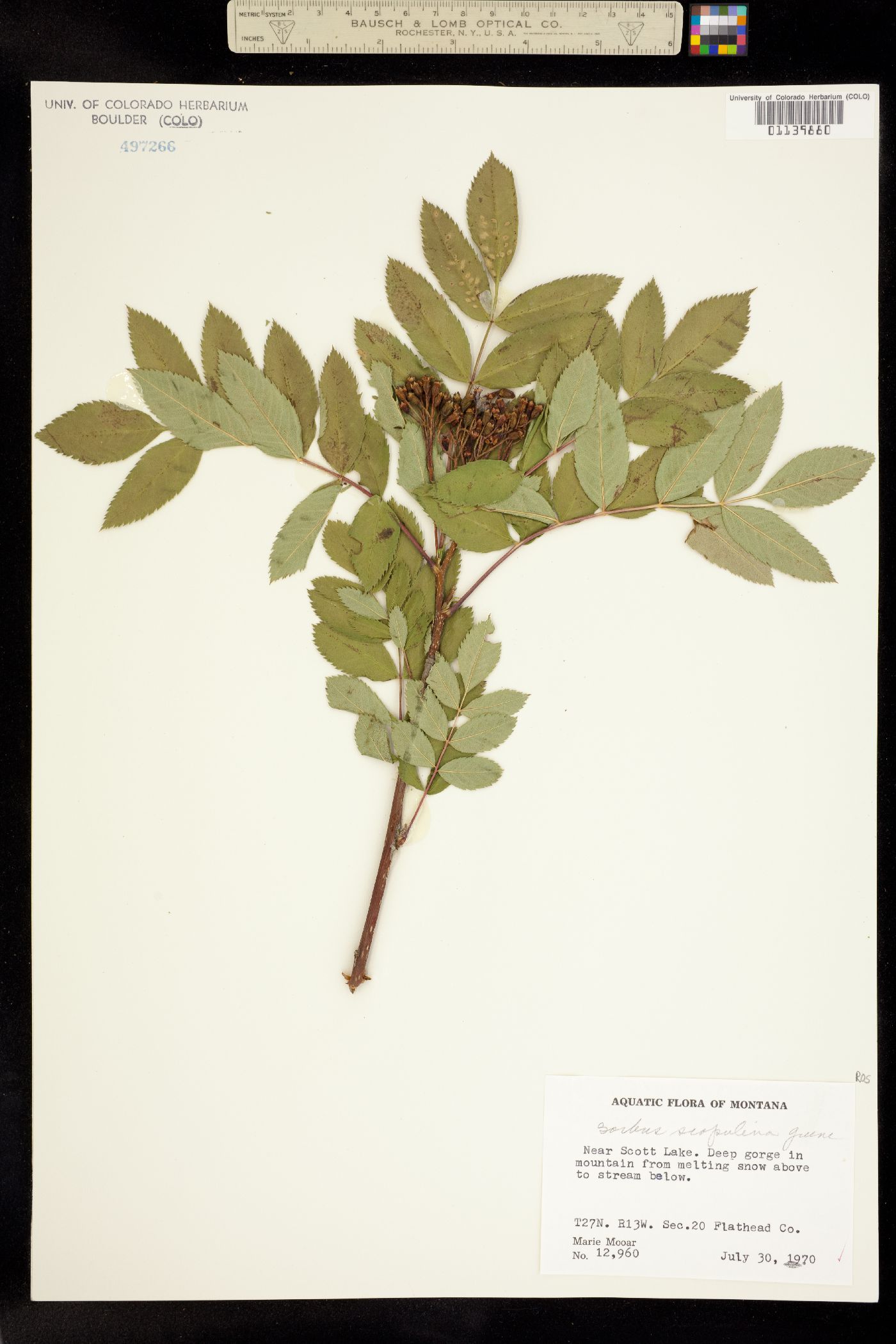 Sorbus scopulina image