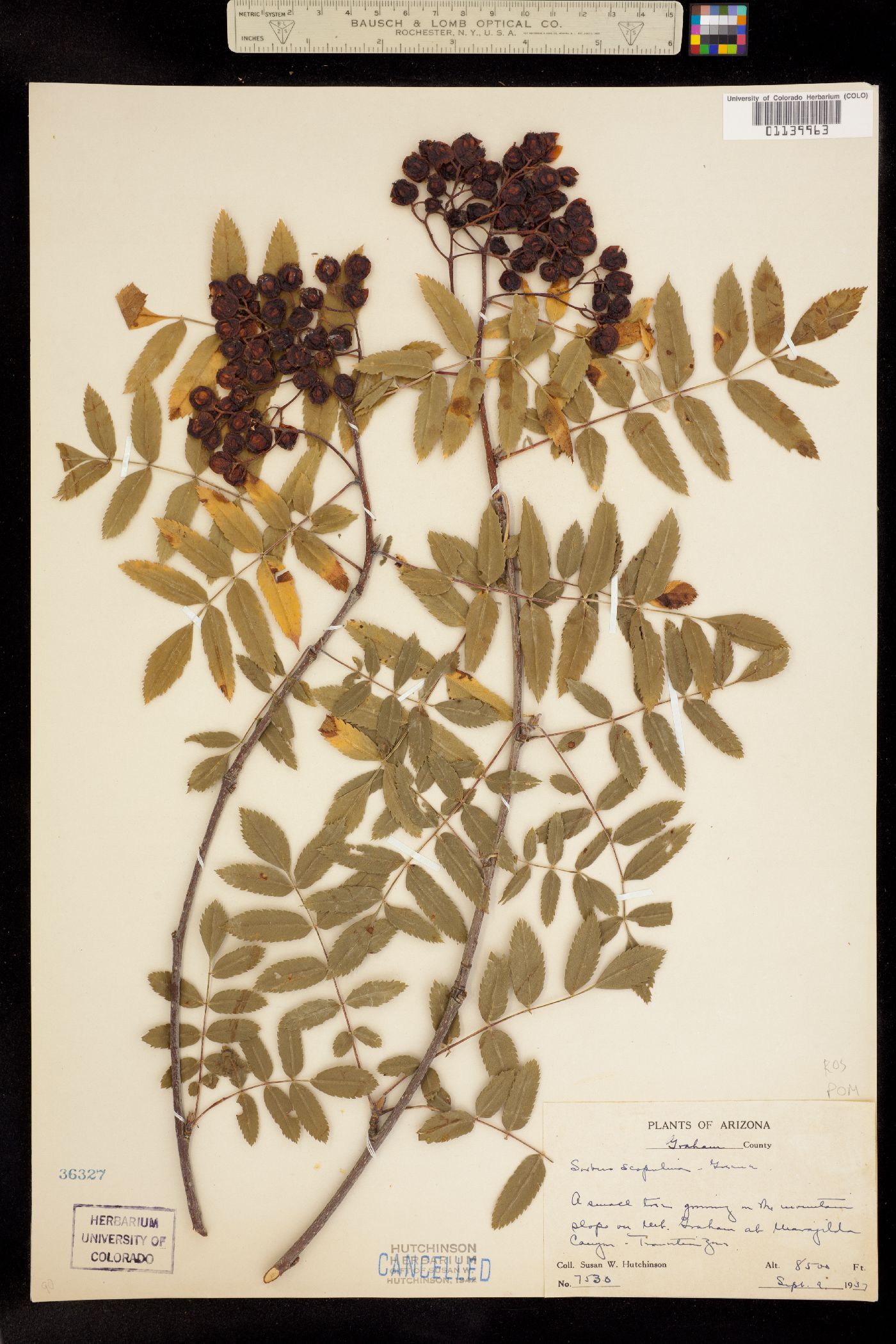 Sorbus scopulina image