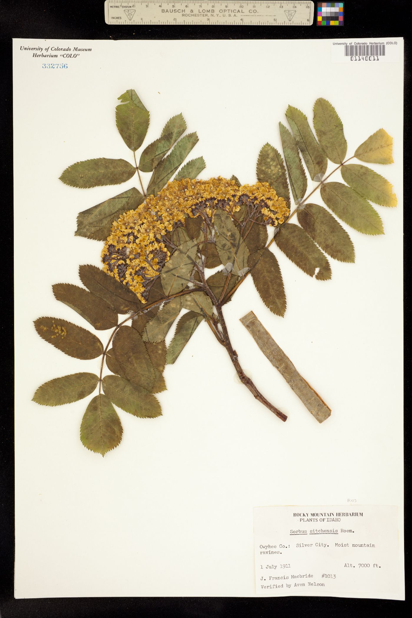 Sorbus sitchensis image
