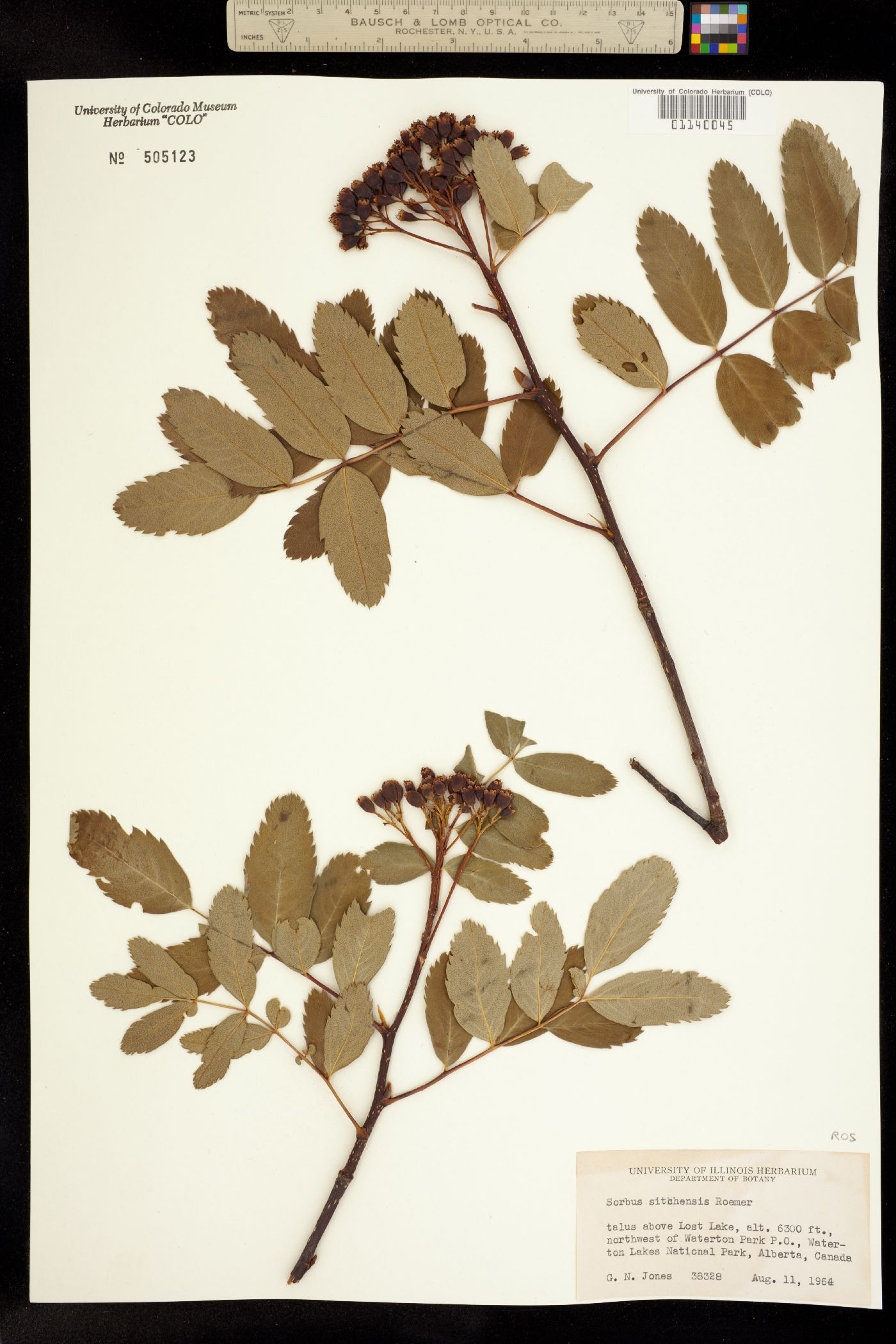 Sorbus sitchensis image