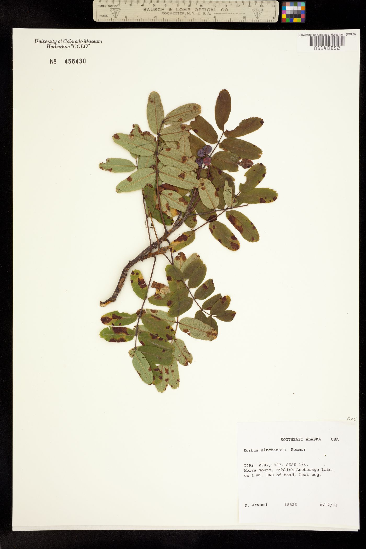 Sorbus sitchensis image