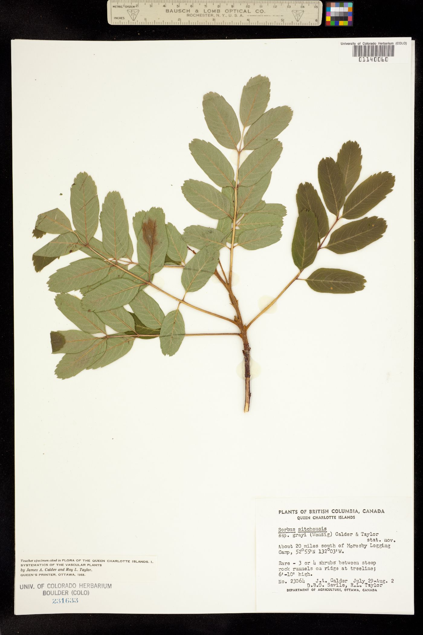 Sorbus sitchensis image