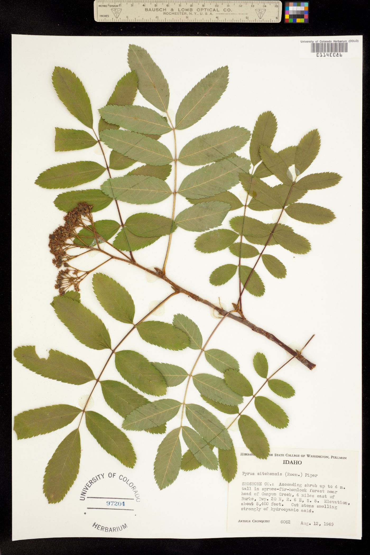 Sorbus sitchensis image