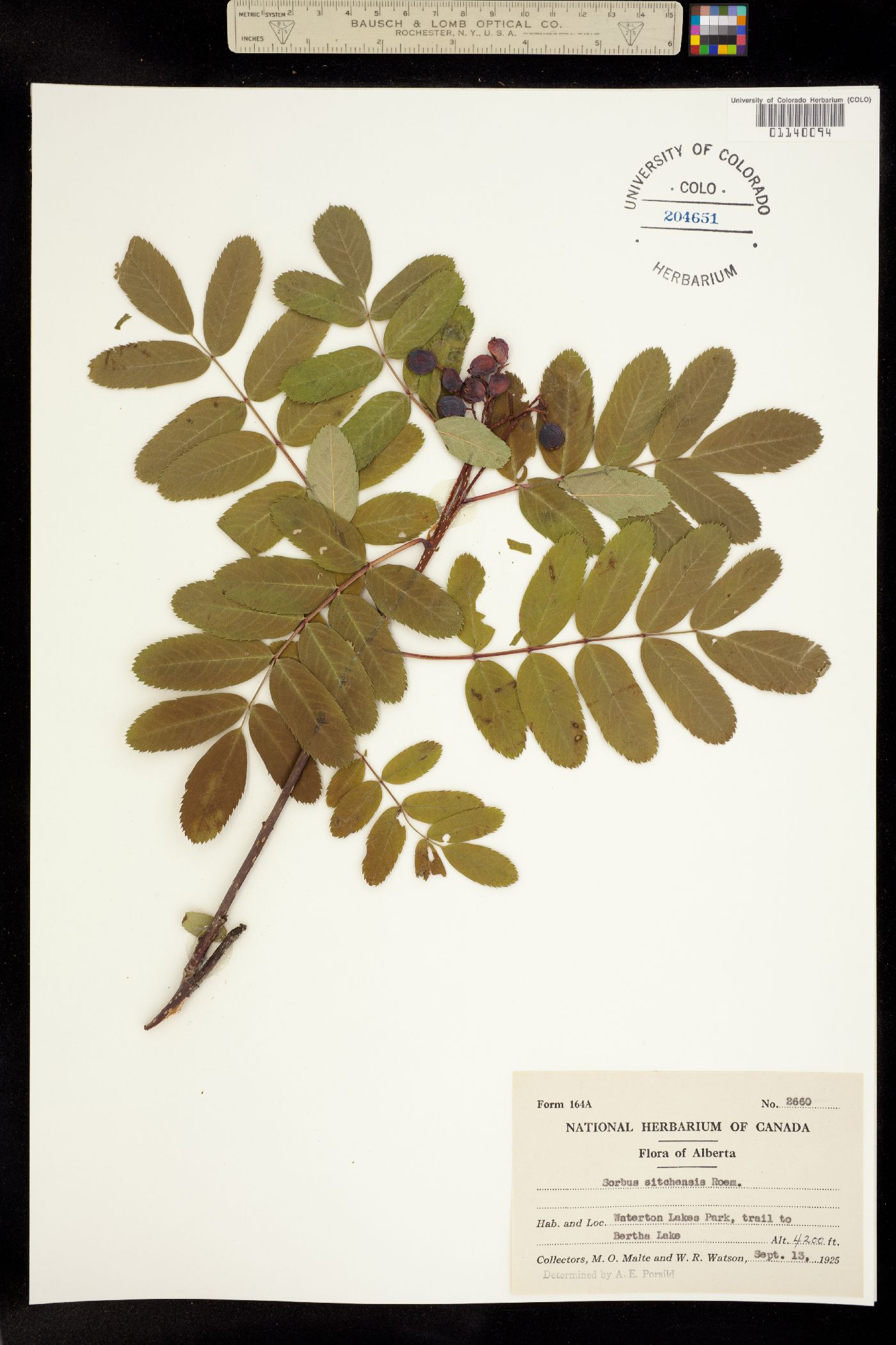 Sorbus image