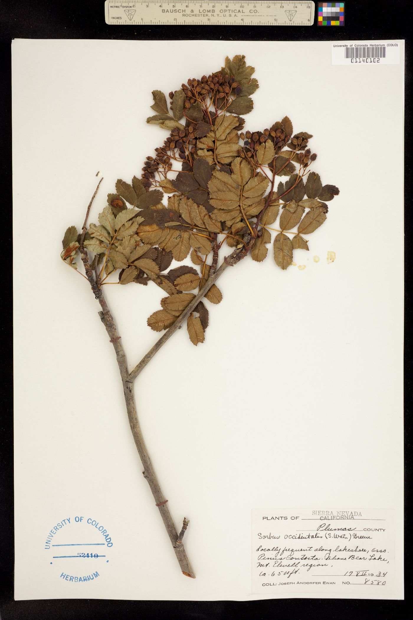 Sorbus sitchensis image