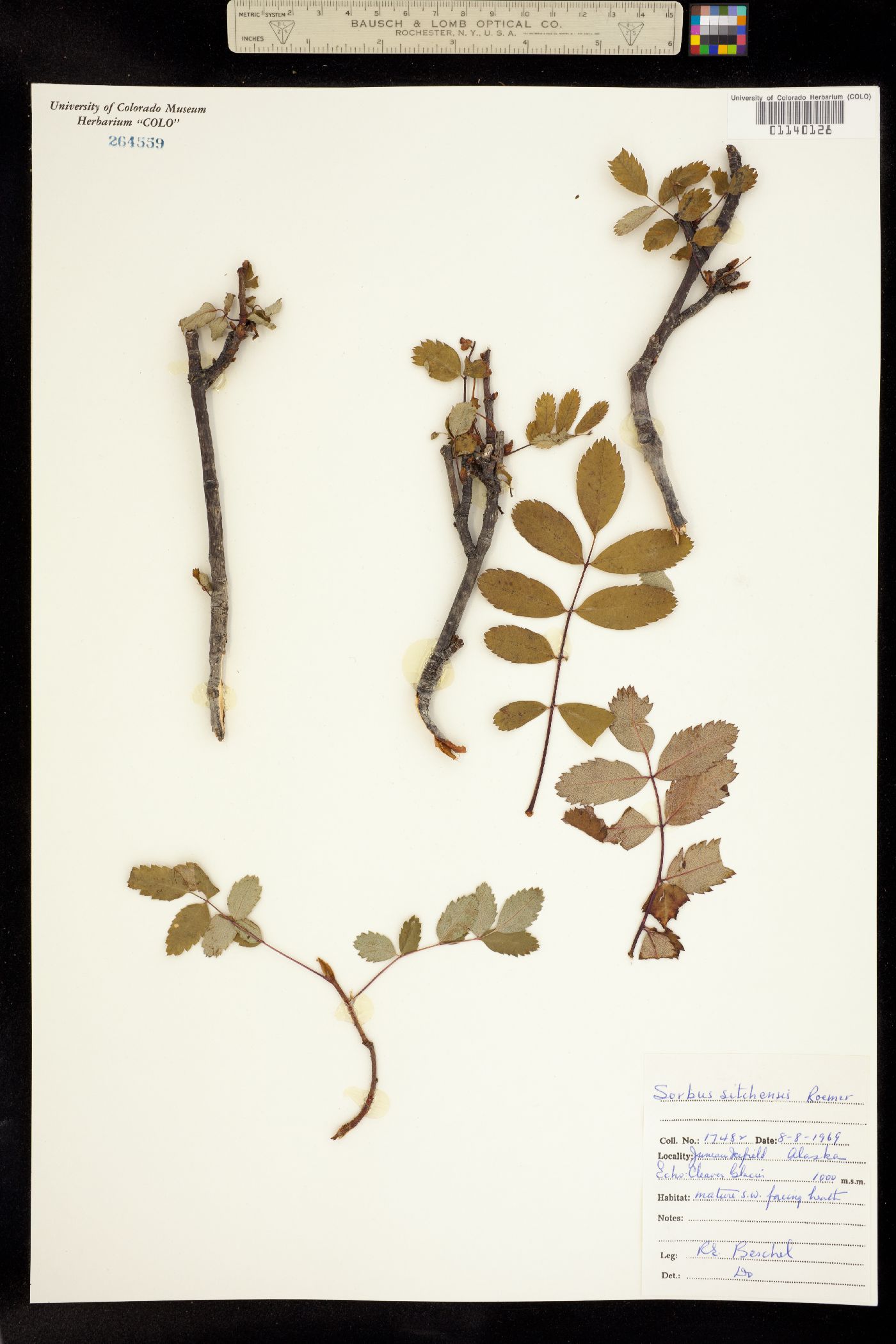 Sorbus sitchensis image