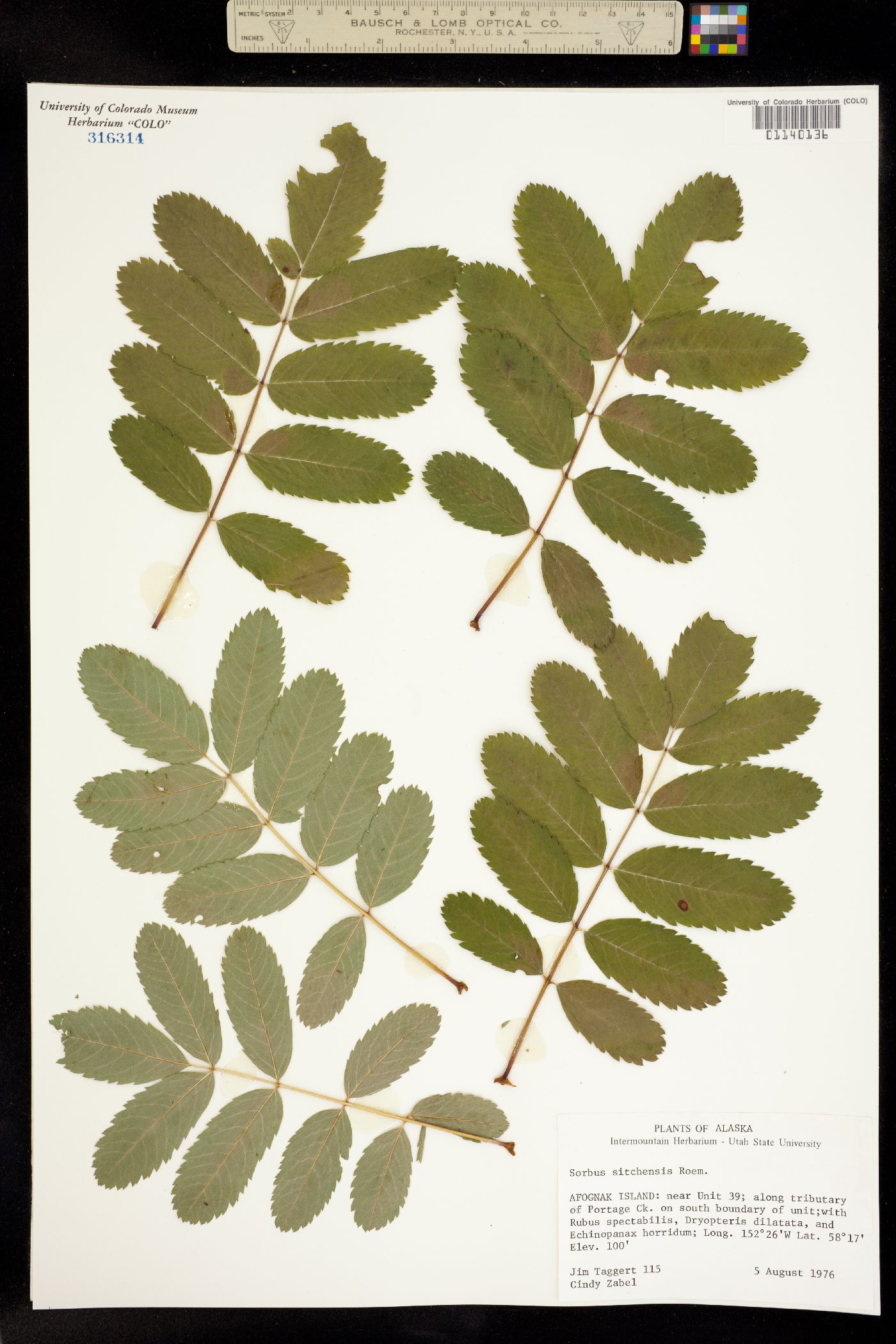 Sorbus sitchensis image