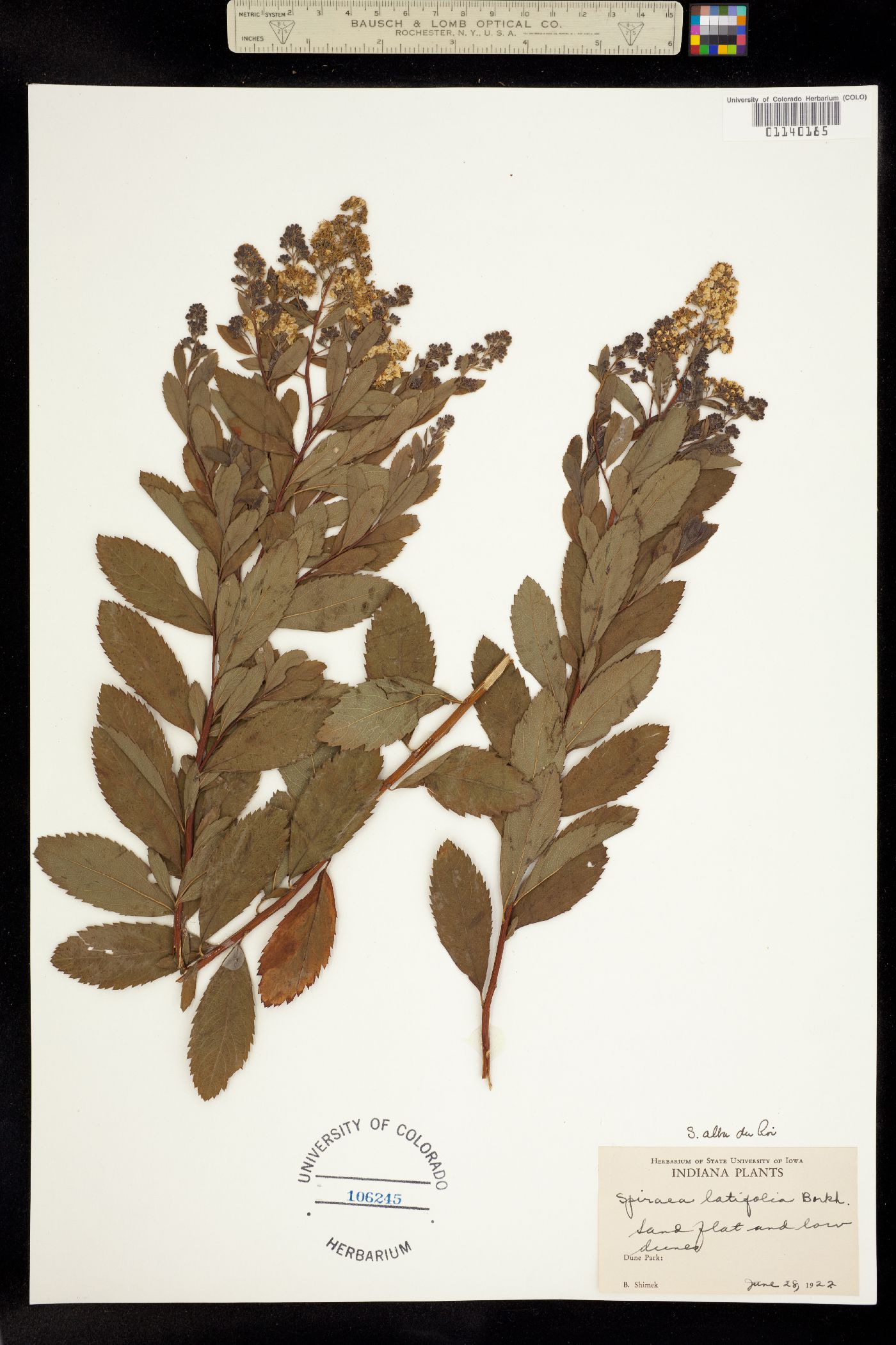 Spiraea image