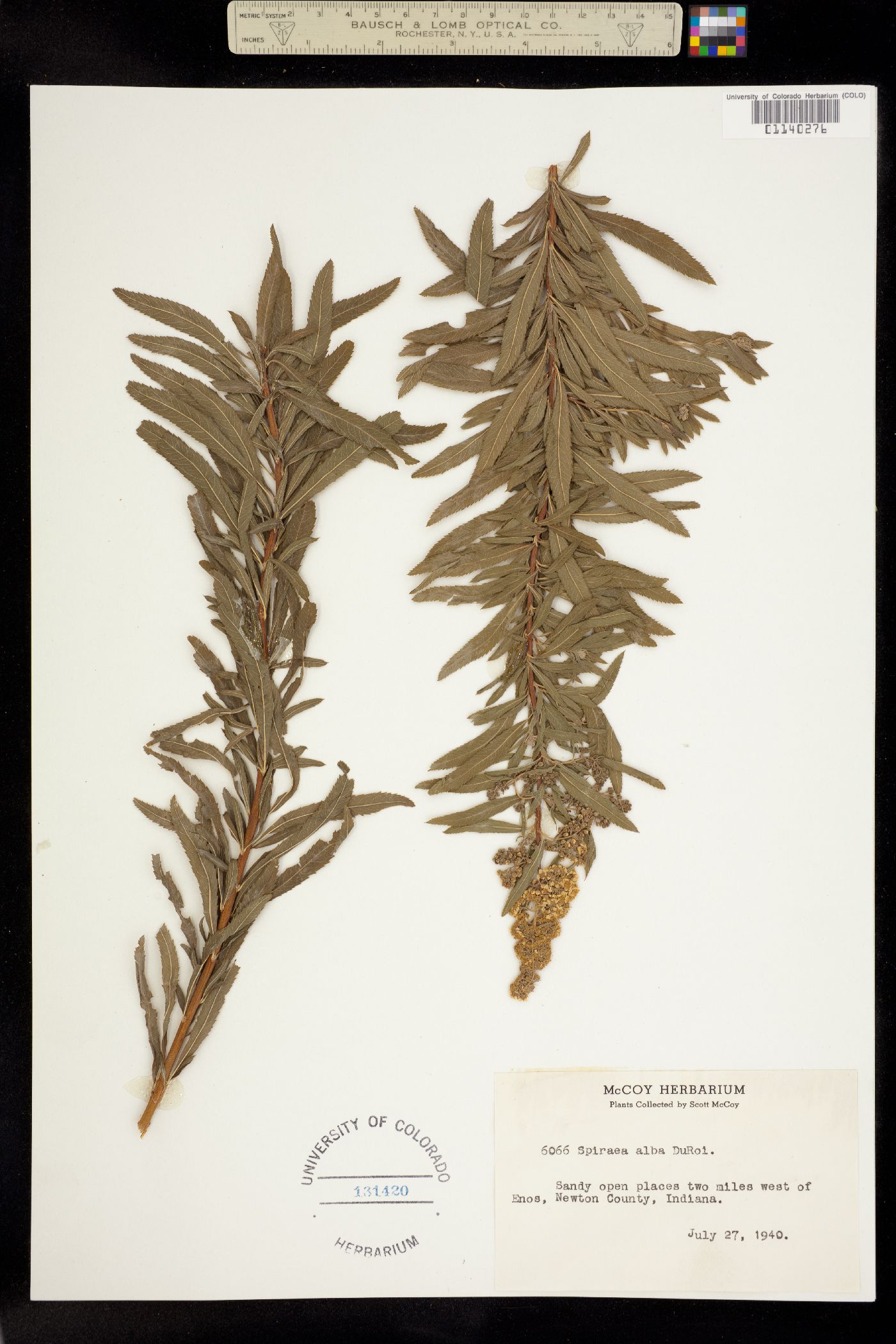 Spiraea alba image