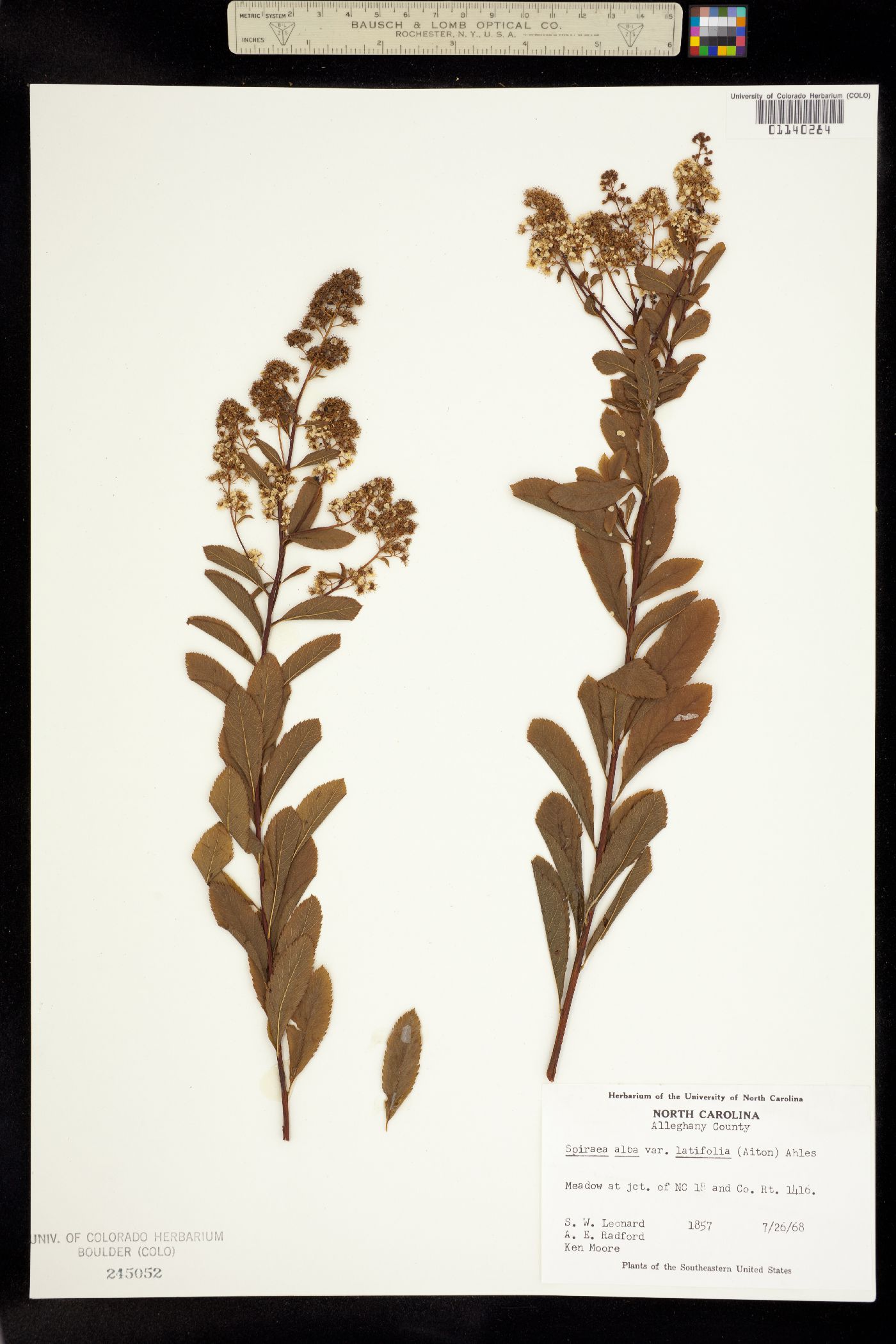 Spiraea alba image