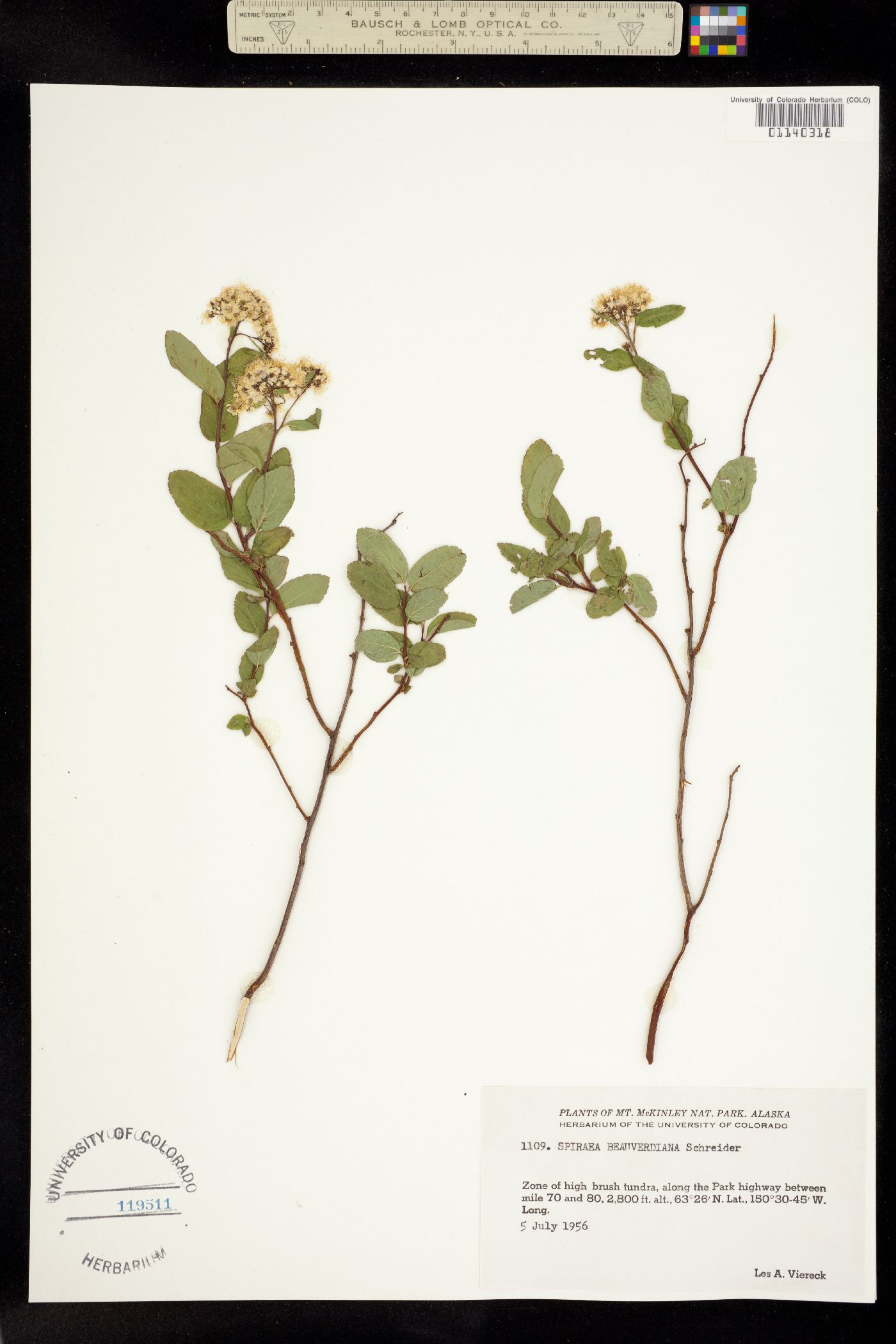 Spiraea stevenii image