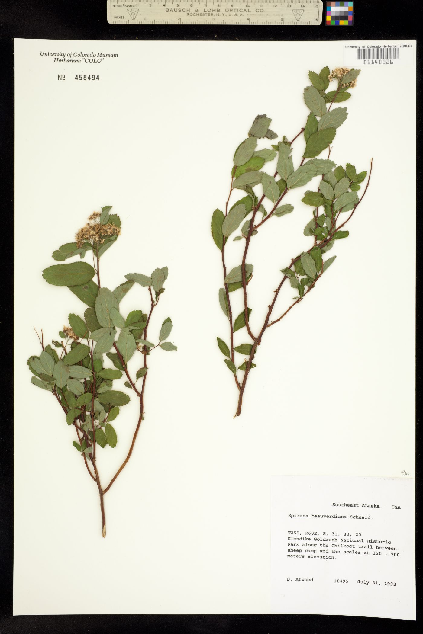 Spiraea stevenii image