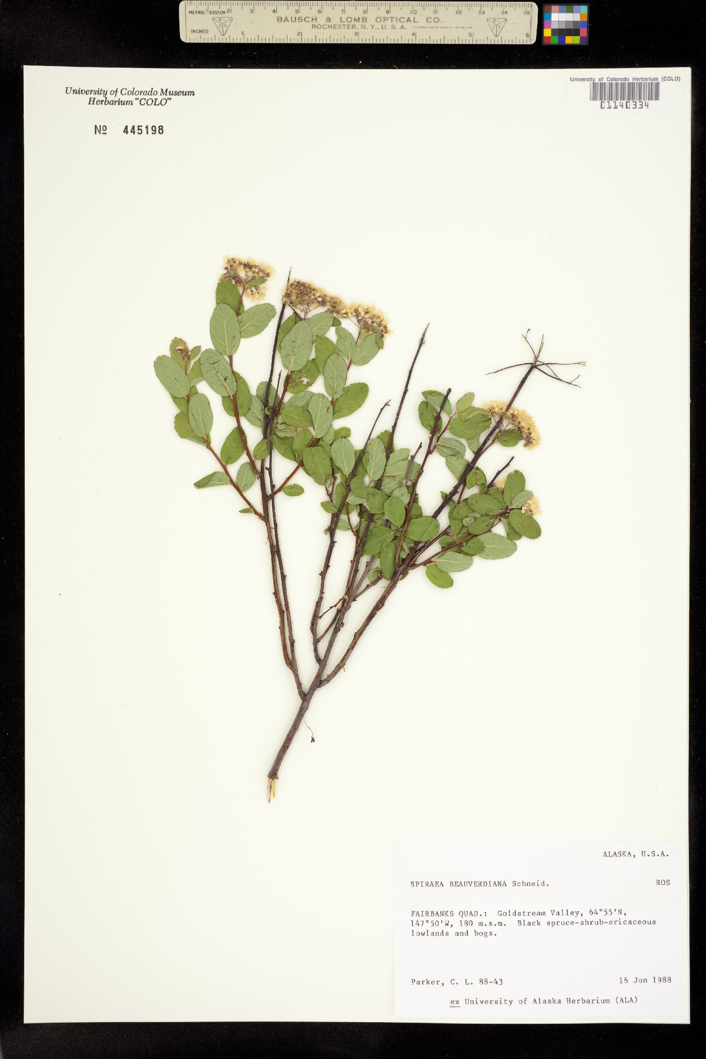 Spiraea stevenii image