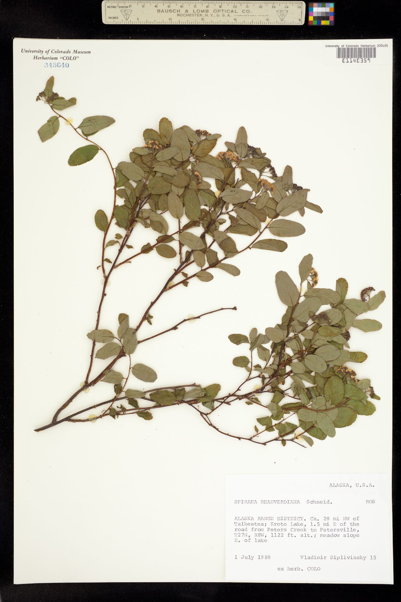 Spiraea stevenii image