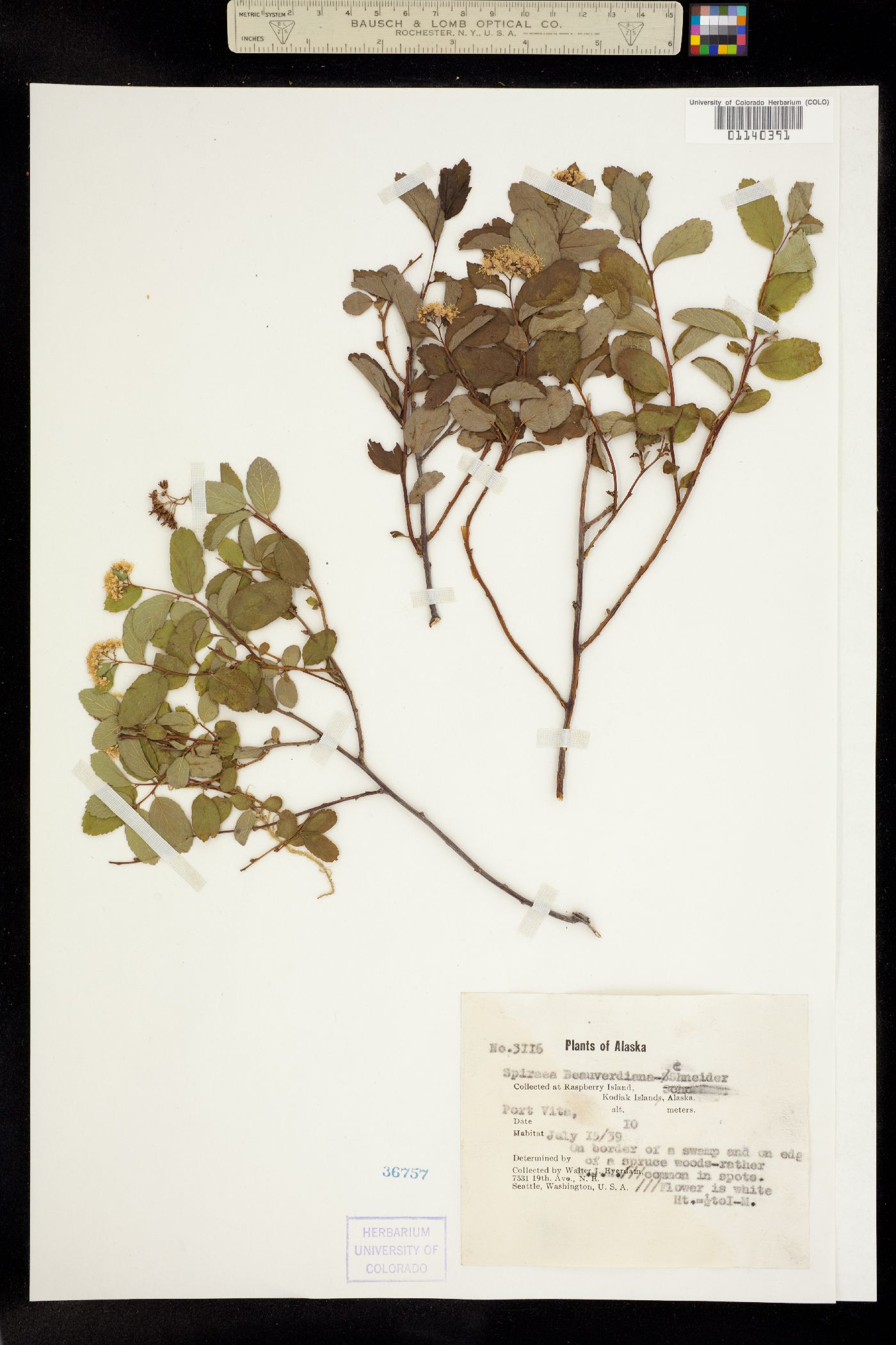 Spiraea stevenii image