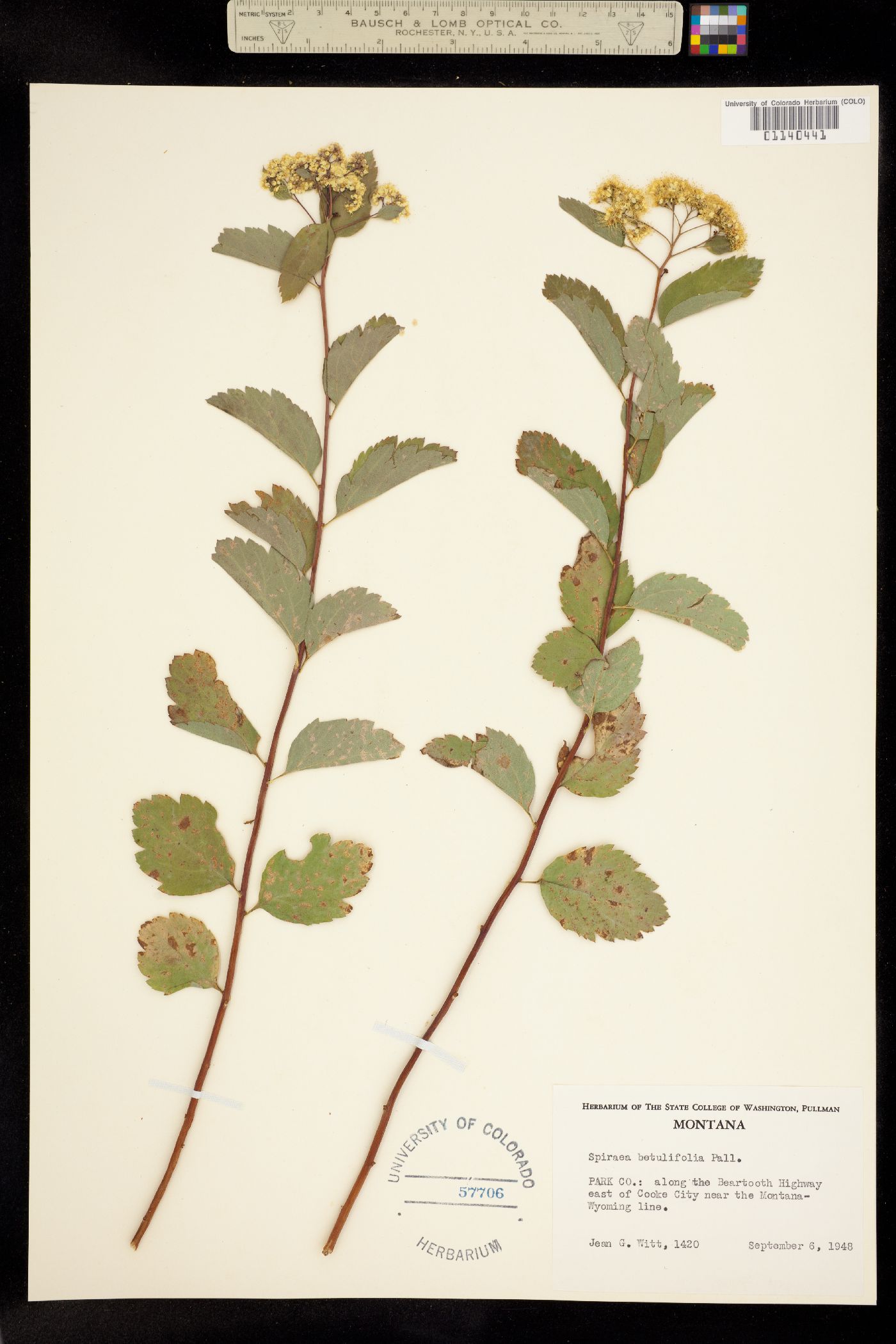 Spiraea betulifolia image