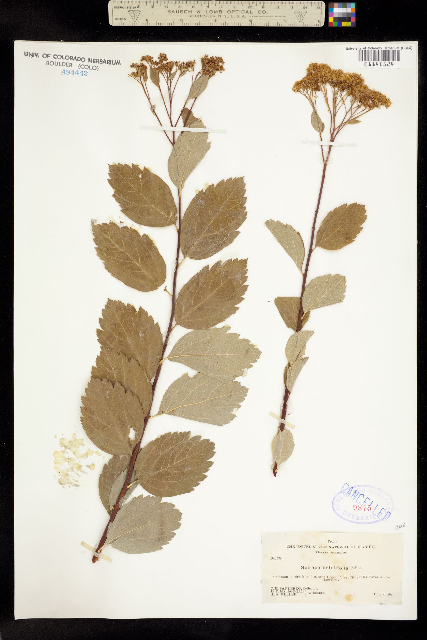 Spiraea betulifolia image