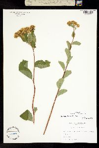 Spiraea betulifolia image