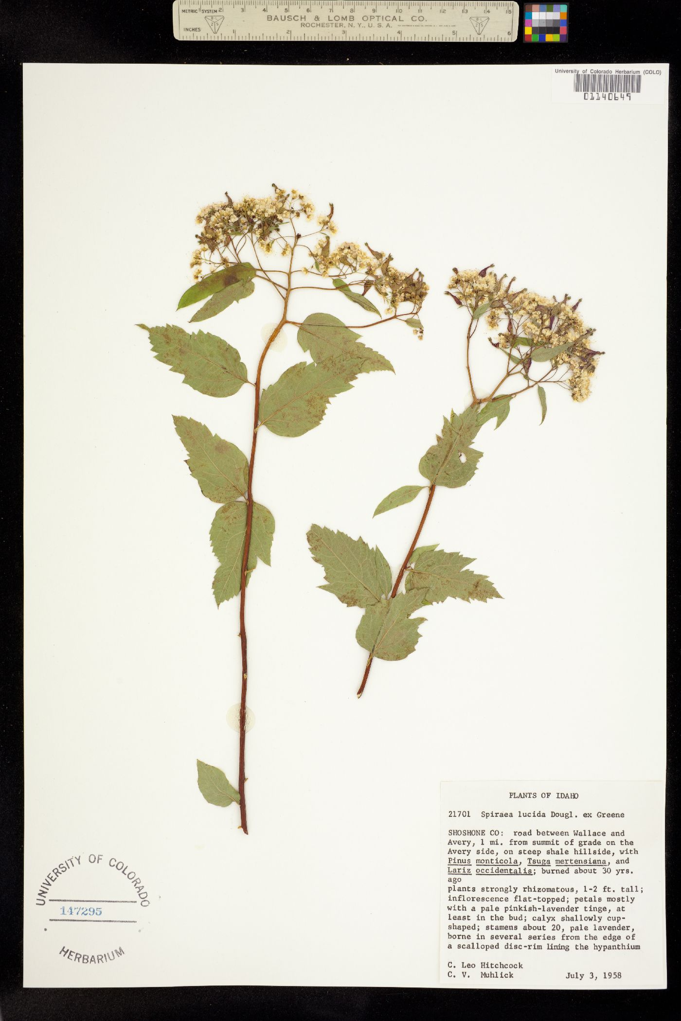 Spiraea betulifolia image